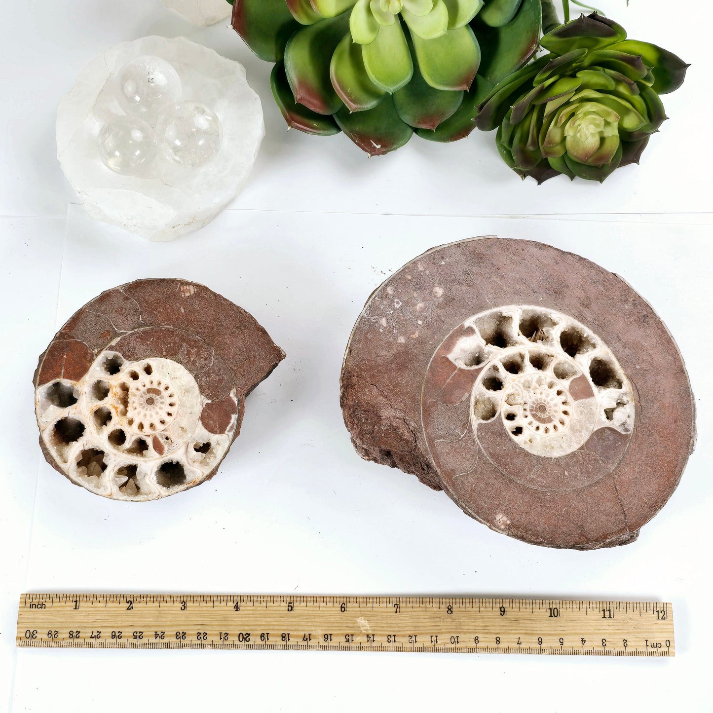 Triassic Ammonite Fossil Pair from Indonesia - One-of-a-Kind #1 with ruler for size reference