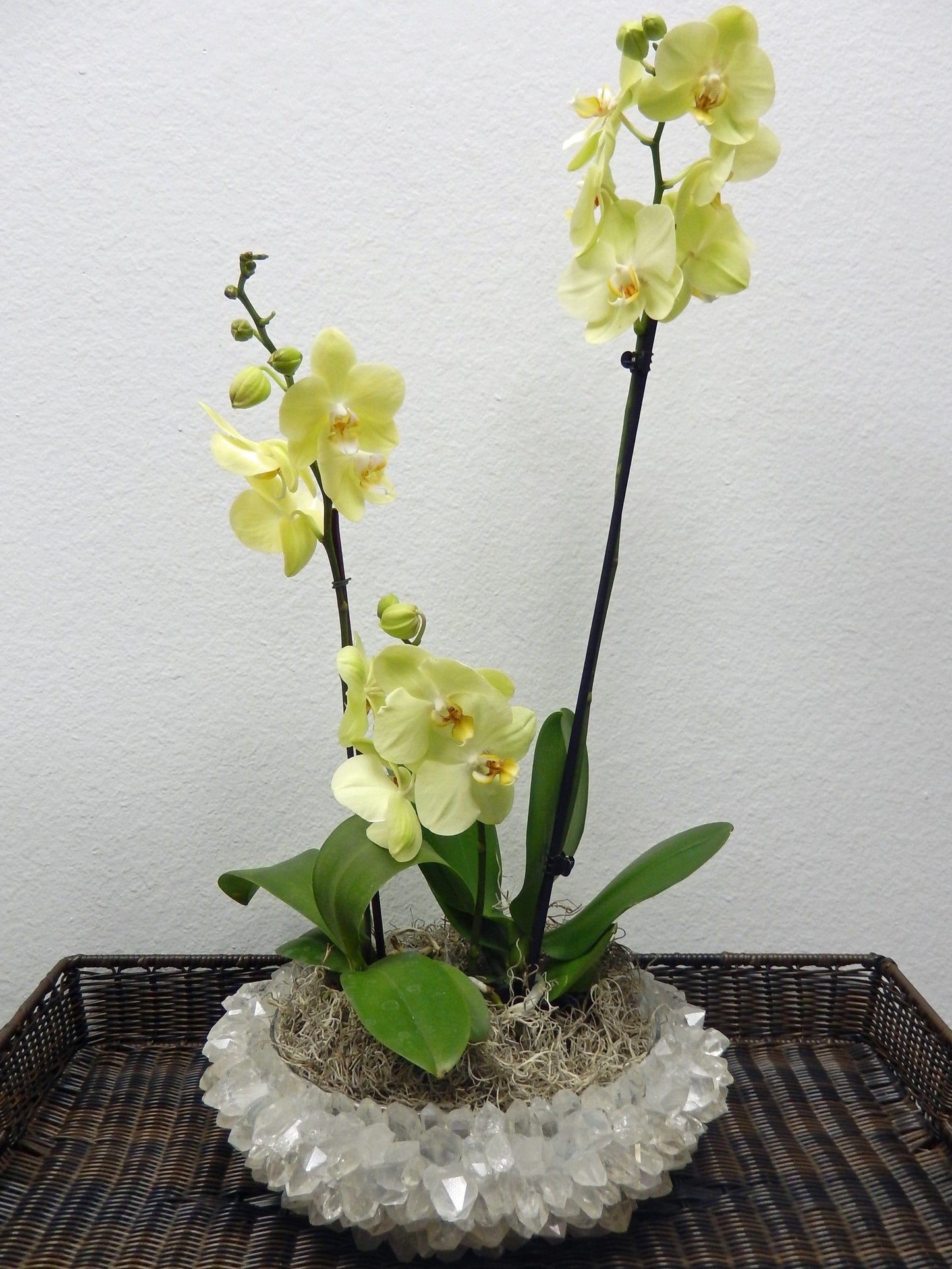 plant in crystal bowl