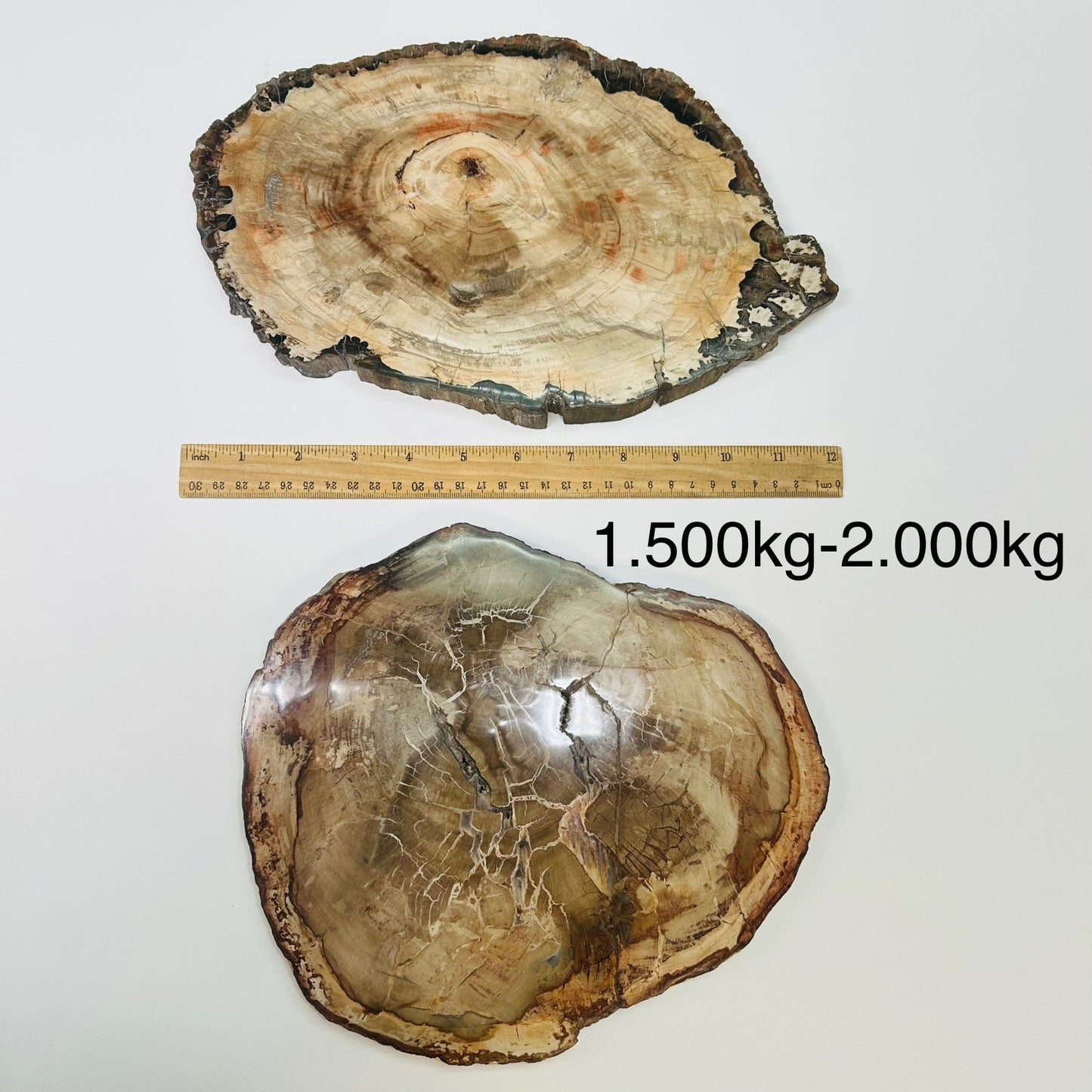 petrified wooden slab are sold by weight. slabs displayed next to a ruler for size reference