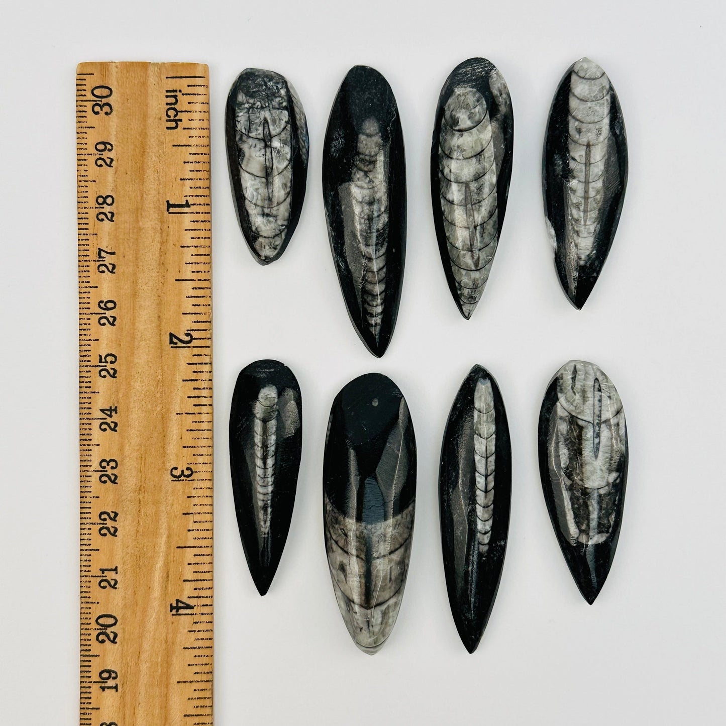 orthoceras cabochons displayed next to a ruler for size reference