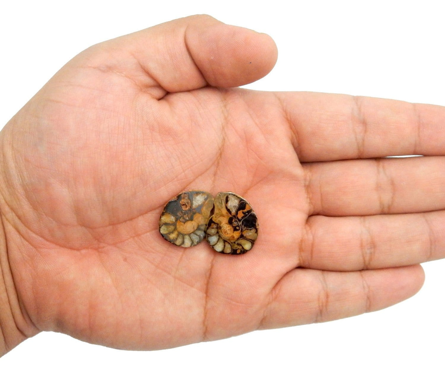 Ammonite fossil pair in a hand.