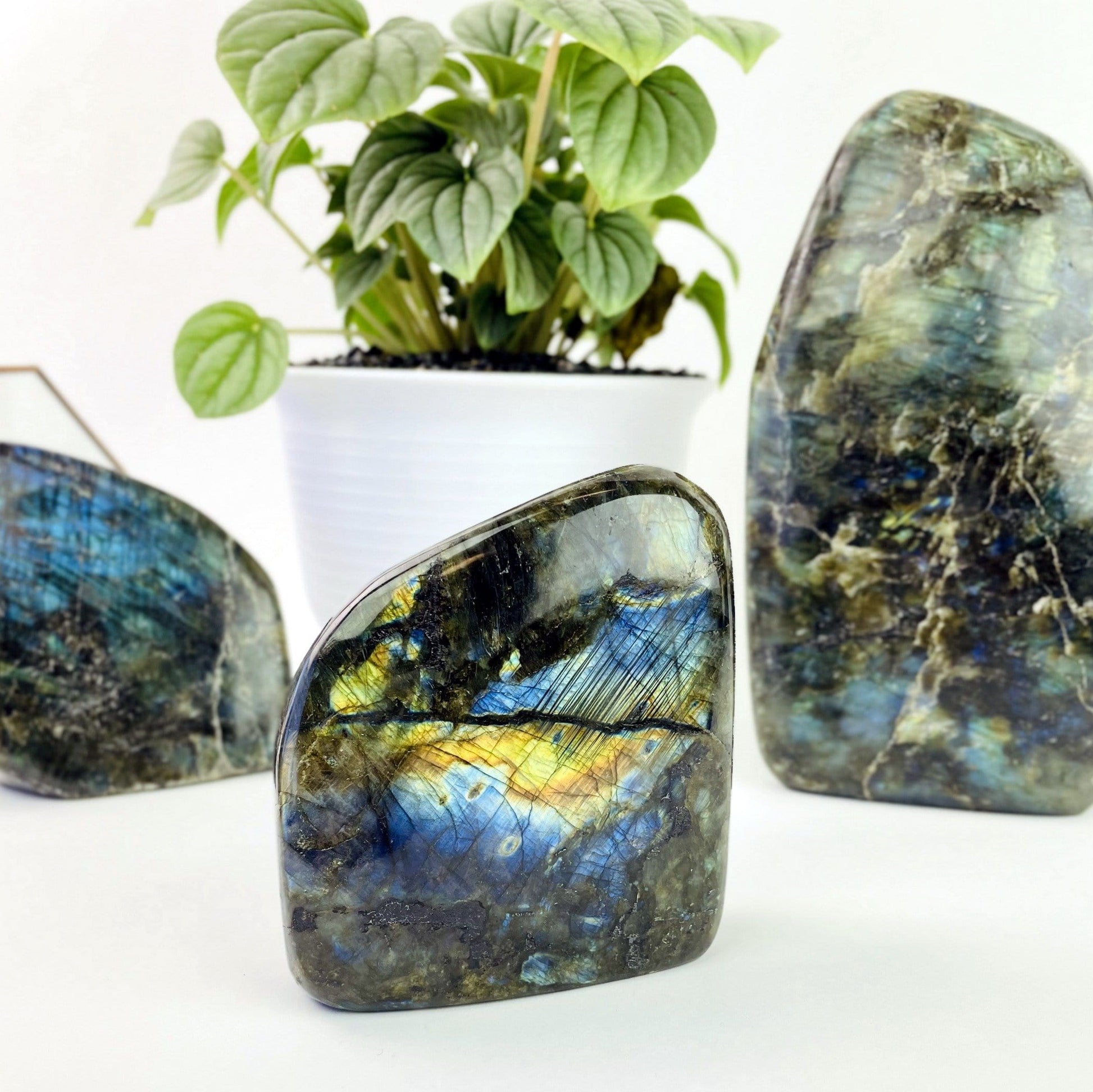 close up of 3 gray labradorite cut bases with blueish green flash on a white background