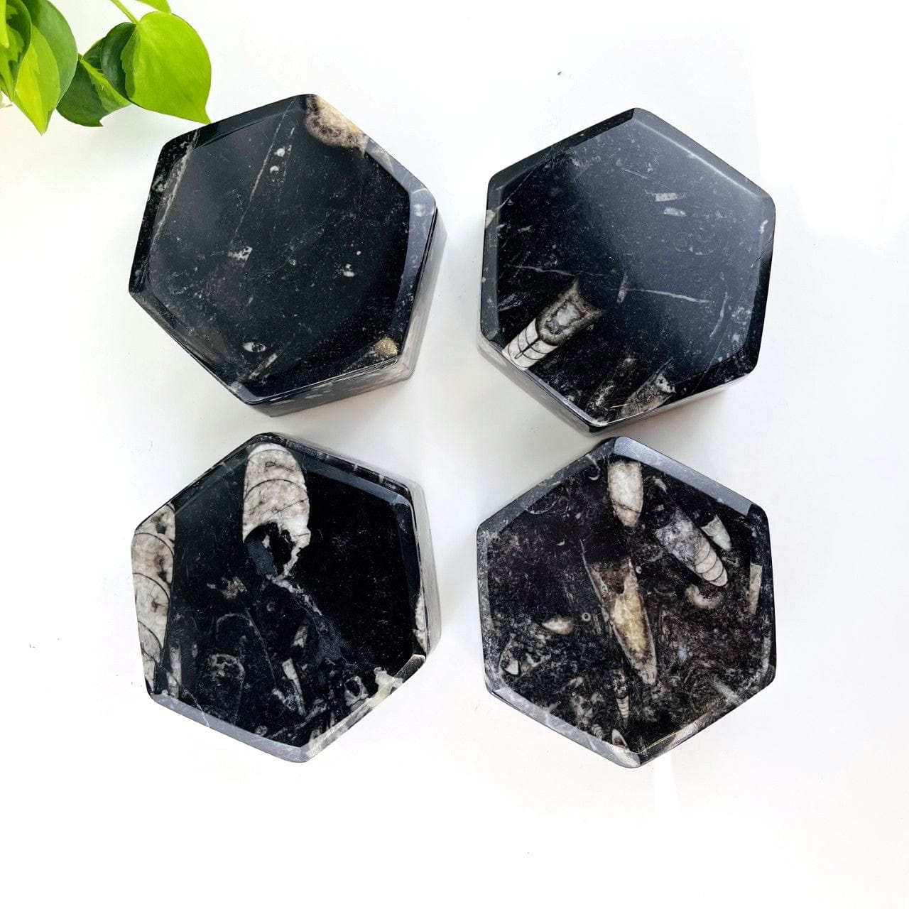 4 Orthoceras Hexagon Boxes looking down onto lids
