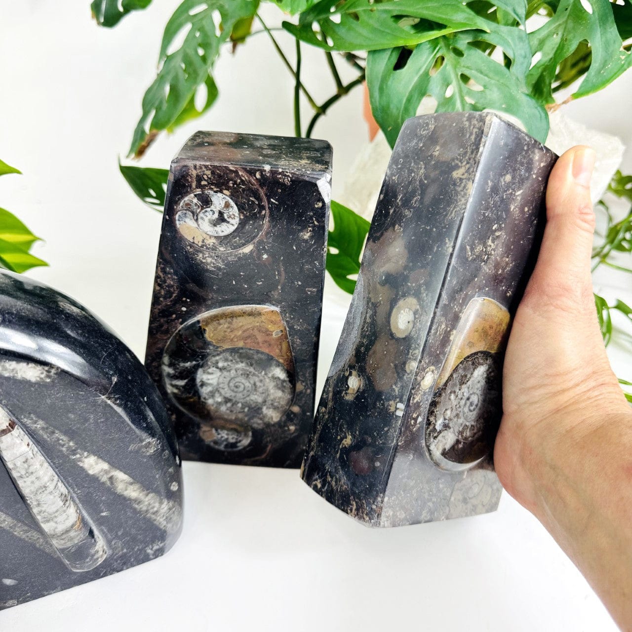 Orthoceras and Ammonite Fossil Bookends with one in the hand for size reference and showing the thickness of the bookend