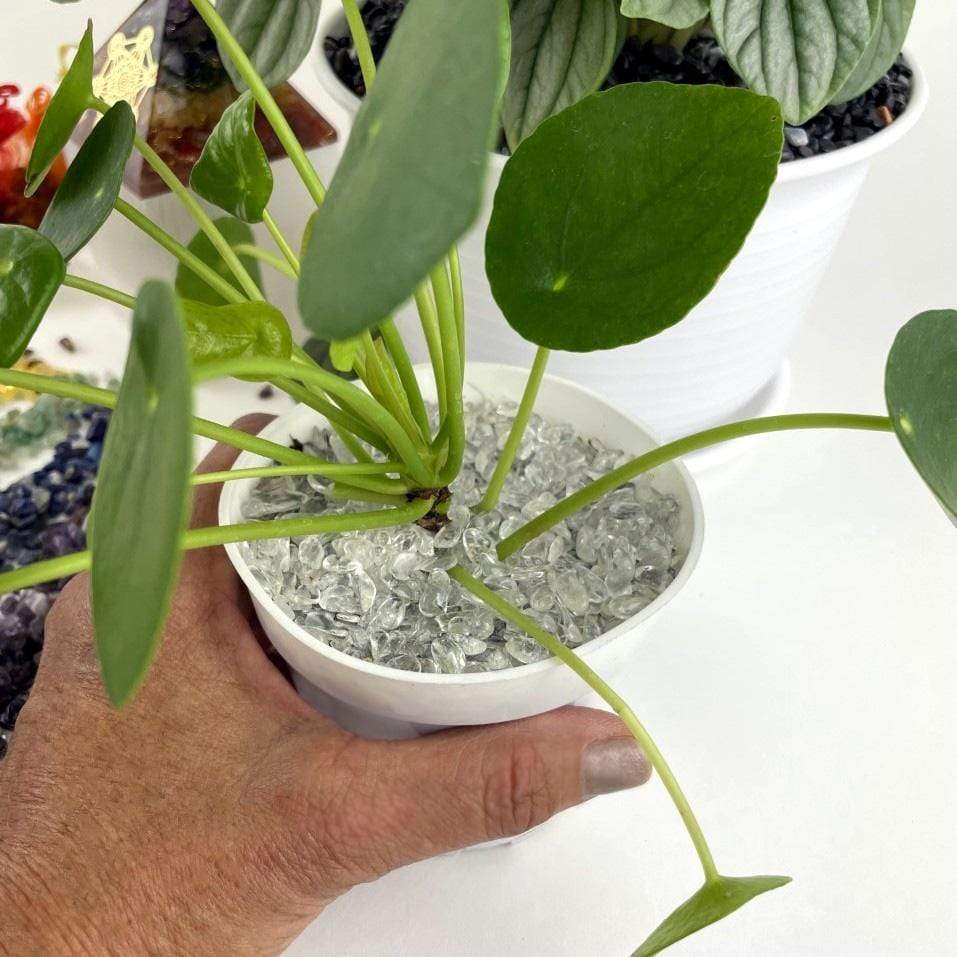 Crystal quartz chips inside a planter for decoration.