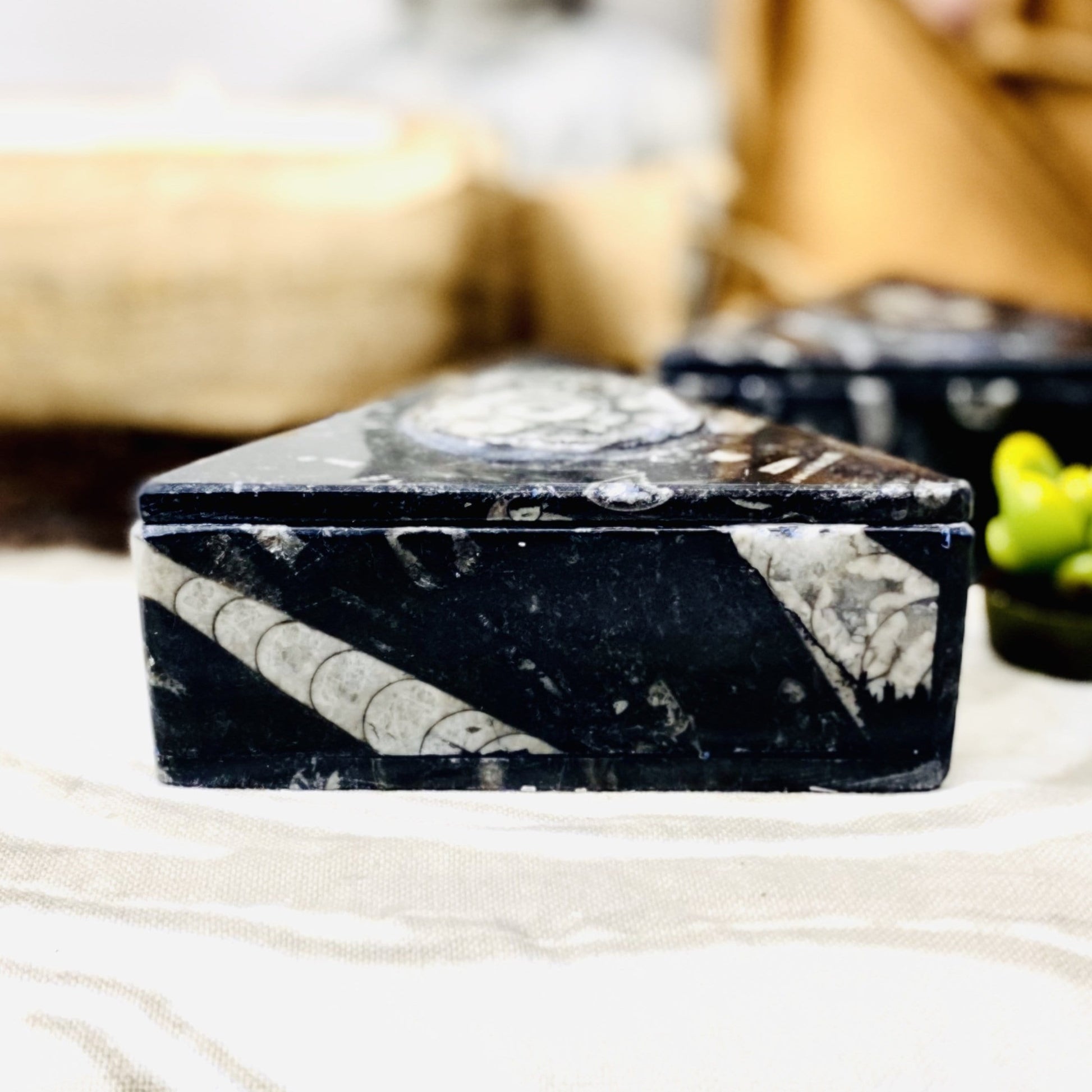 Side view of Orthoceras Ammonite Triangle Box.