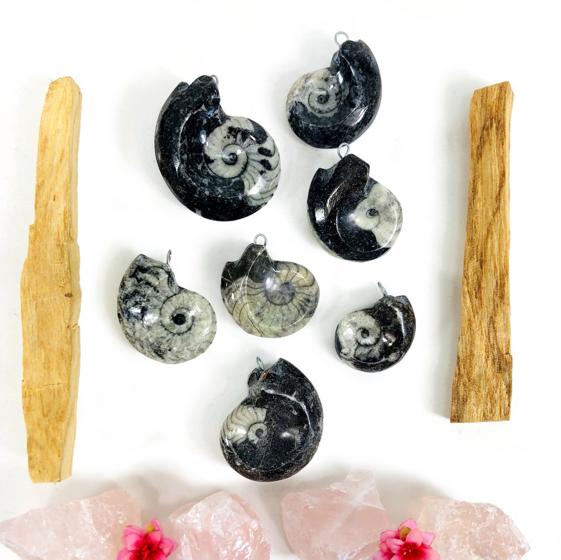 various Ammonite Polished Pendants with Silver Toned Bail displayed to view different color and characteristics