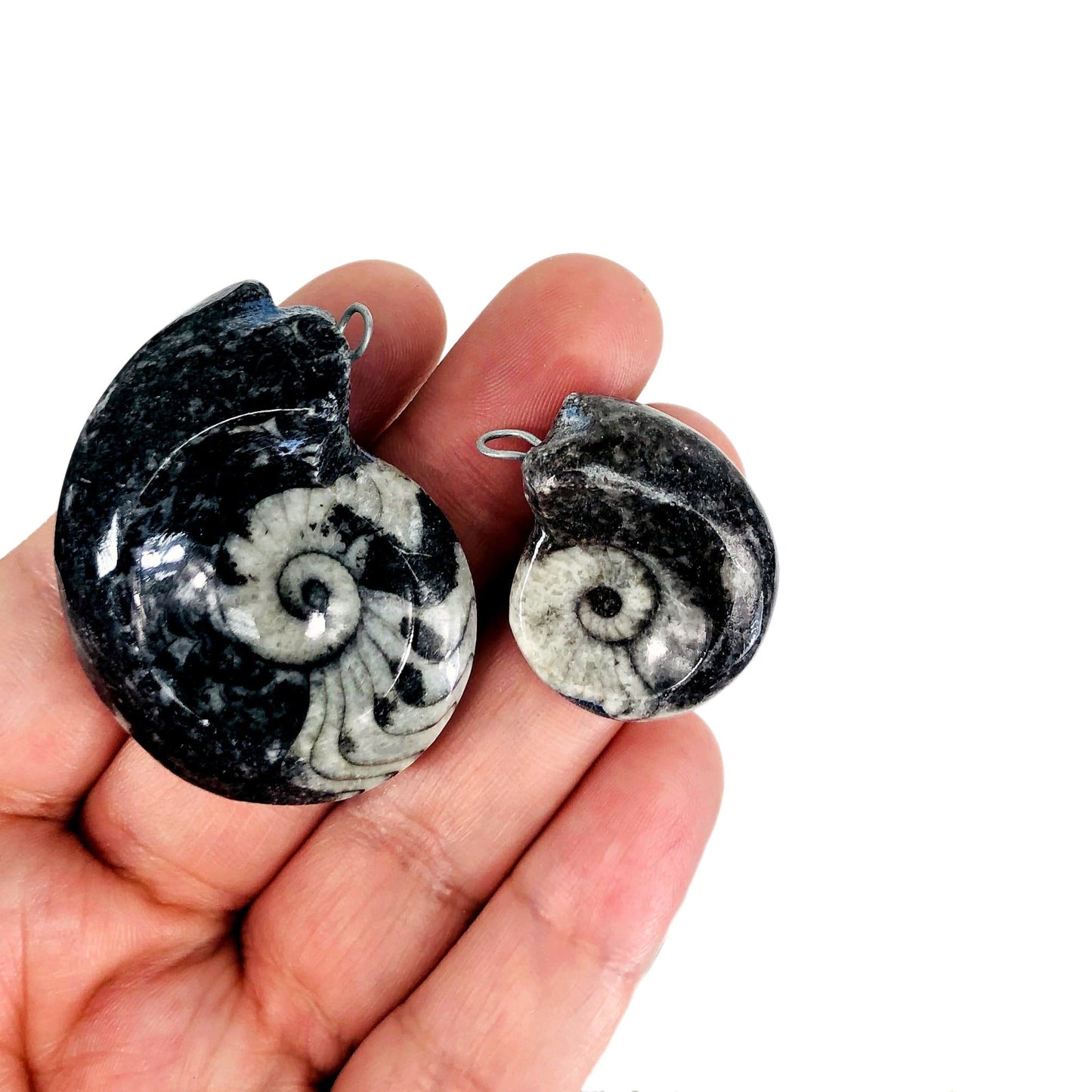 polished ammonite pendant in hand for size reference