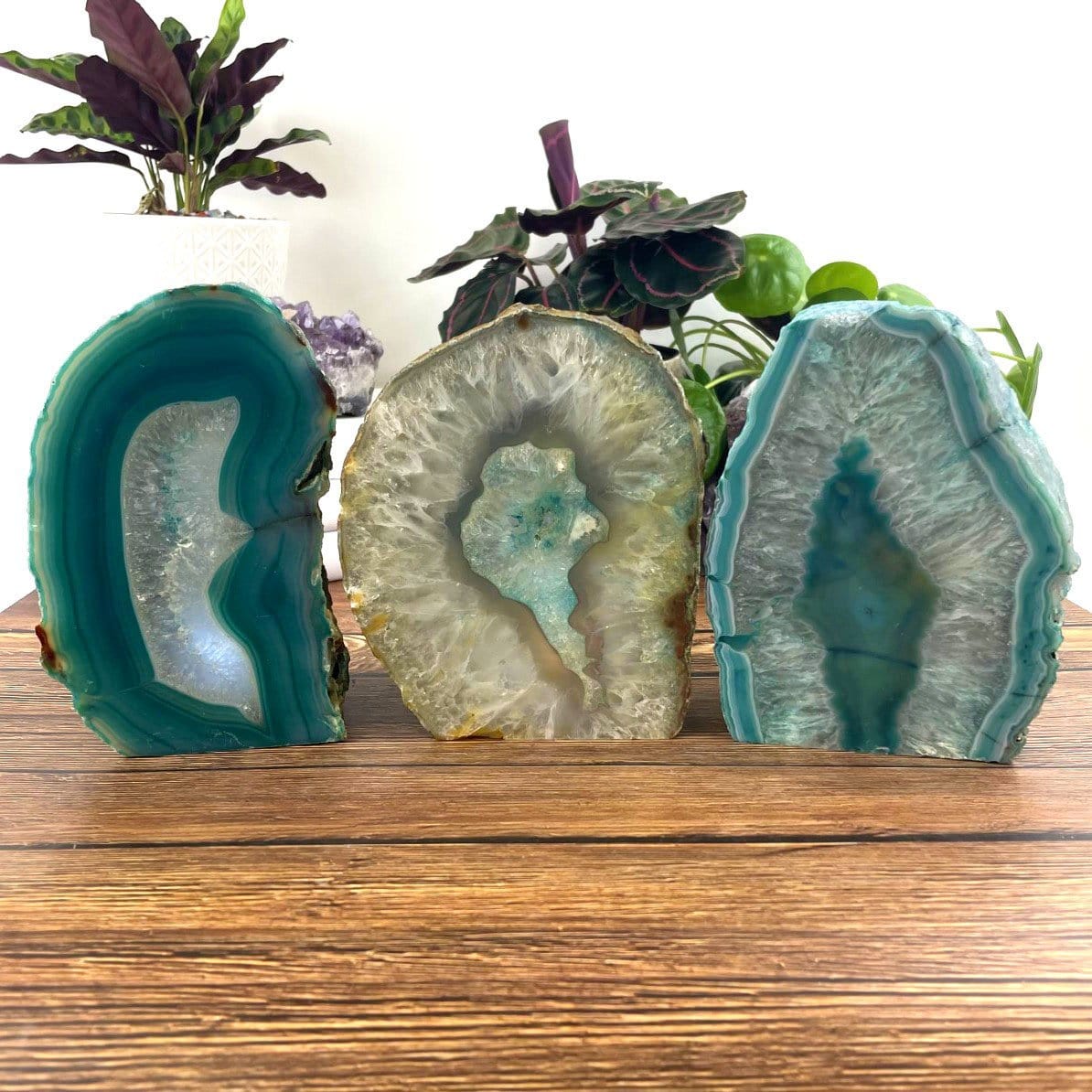 Three front facing agate lamps on a dark colored surface with plants in the background.