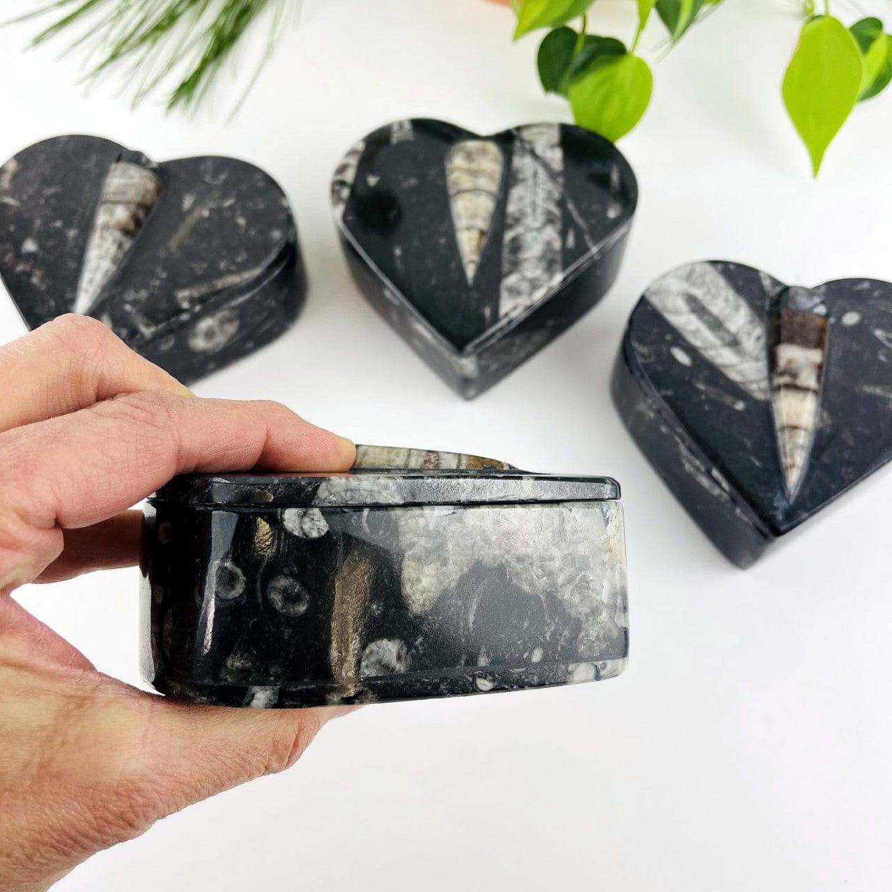 Orthoceras Fossil Heart Box from side showing how deep the box is
