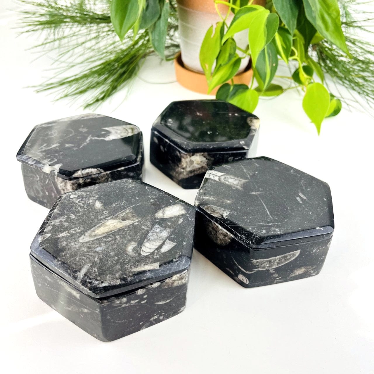 4 Orthoceras Hexagon Boxes looking at them from an angle