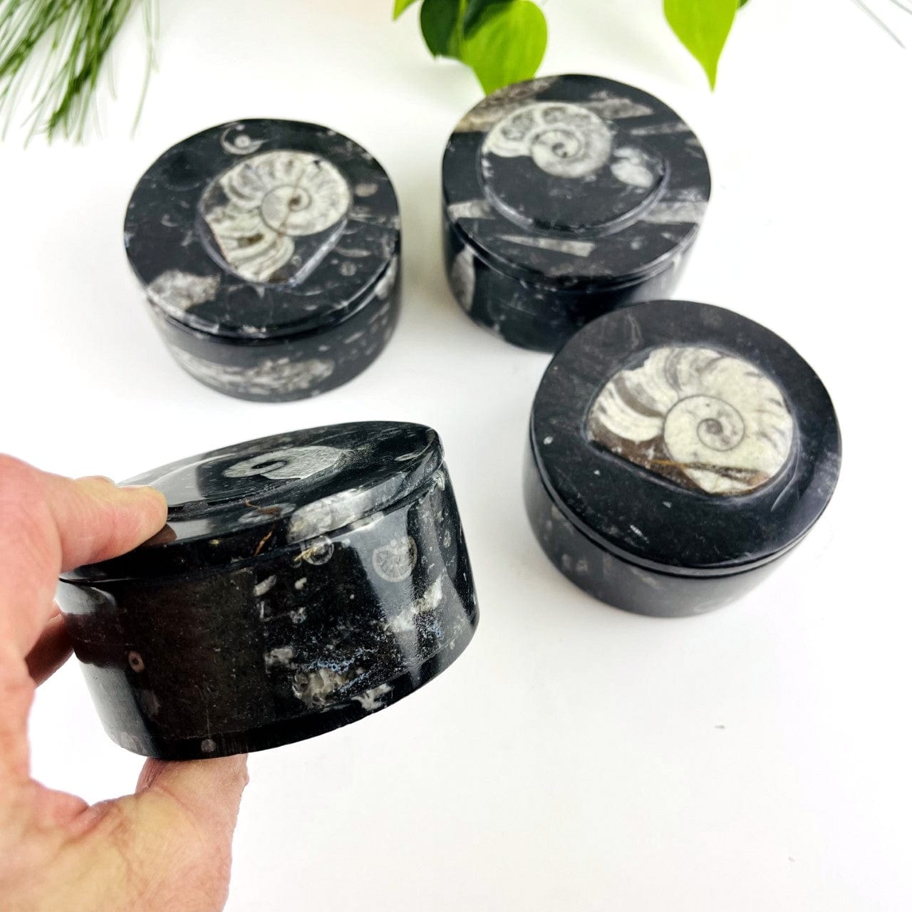 Orthoceras Round Boxes with one in a hand showing side view