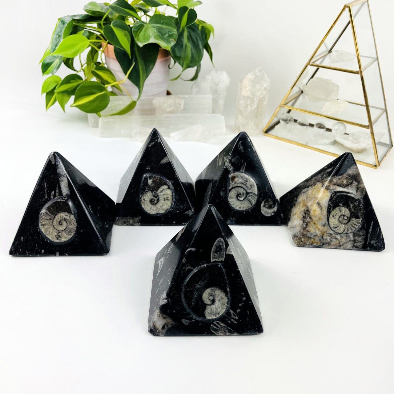 5 Ammonite and Orthoceras Fossil Pyramids showing different color ing
