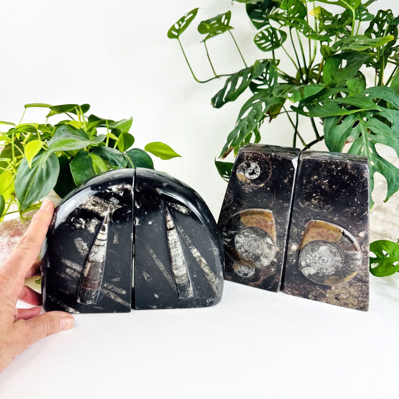 Orthoceras and Ammonite Fossil Bookends on display with a hand for size reference