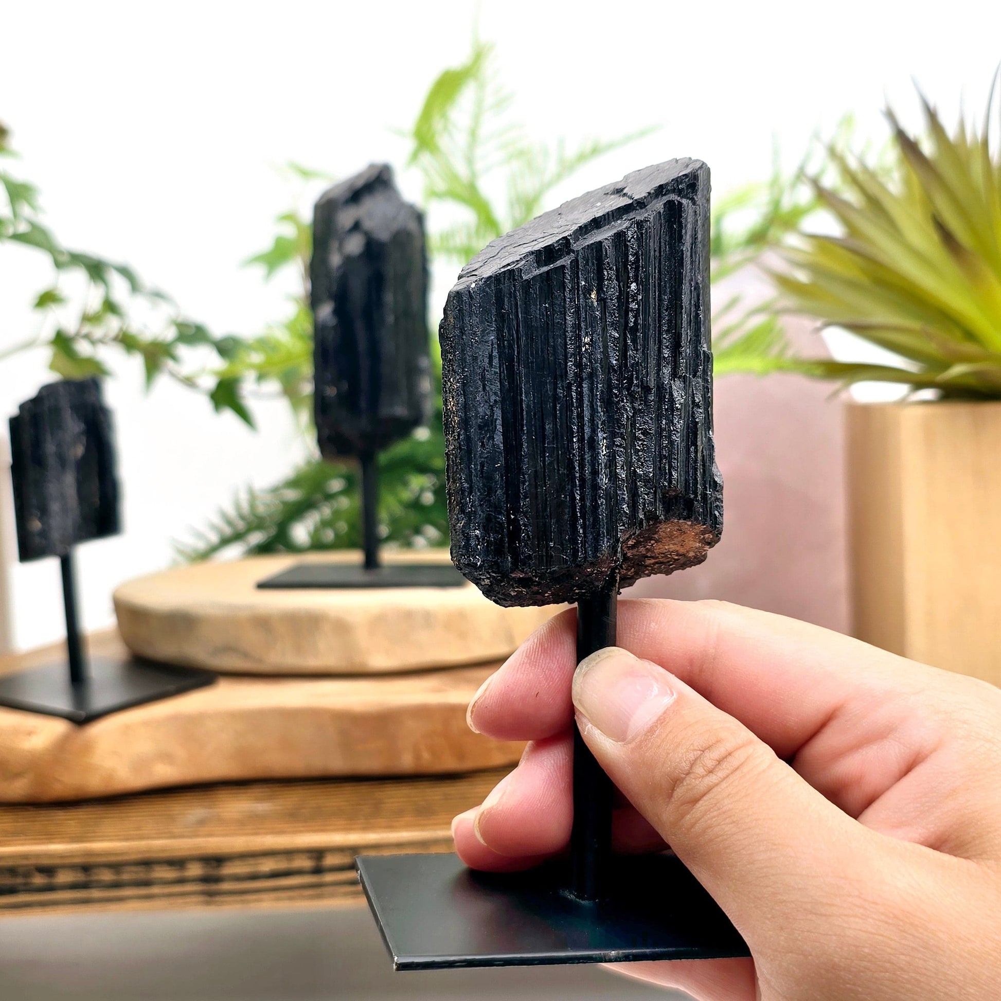 Black Tourmaline Crystal on Metal Stand in hand for size reference with other black tourmaline on stands in the background