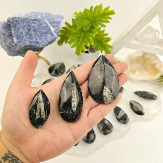 Orthoceras Fossil - Small Polished Teardrop Cabochon - By Weight all three weight variants in hand for size reference with others in the background with props and plants