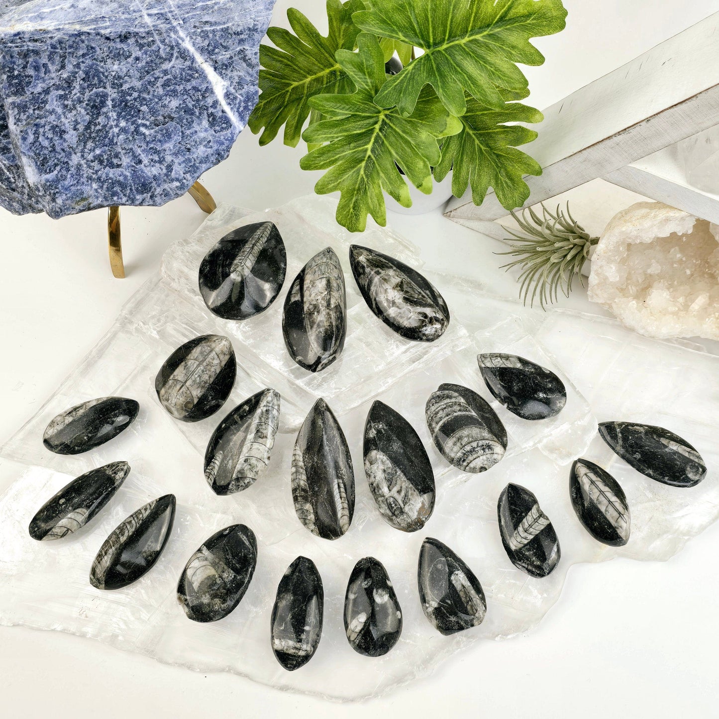 Orthoceras Fossil - Small Polished Teardrop Cabochon - By Weight all variants on selenite platters with props and plants in the background top view