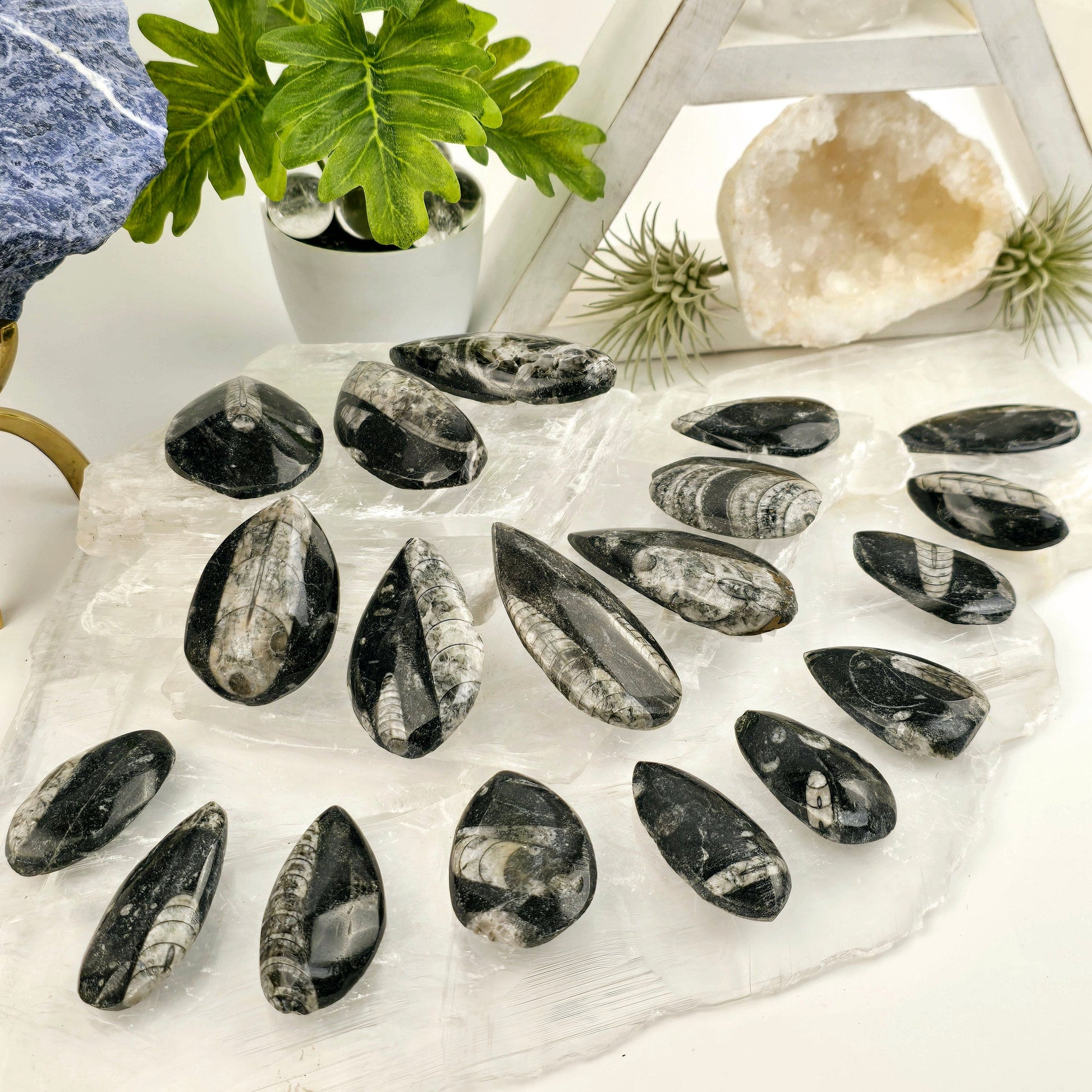 Orthoceras Fossil - Small Polished Teardrop Cabochon - By Weight - all variants on selenite platters with props and plants in the background side view