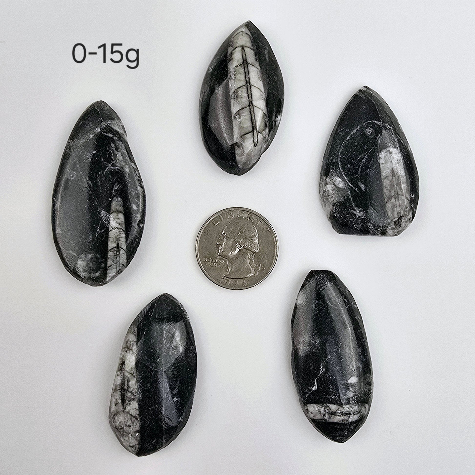Orthoceras Fossil - Small Polished Teardrop Cabochon - By Weight 0-15 gram variants with quarter for size reference on white background