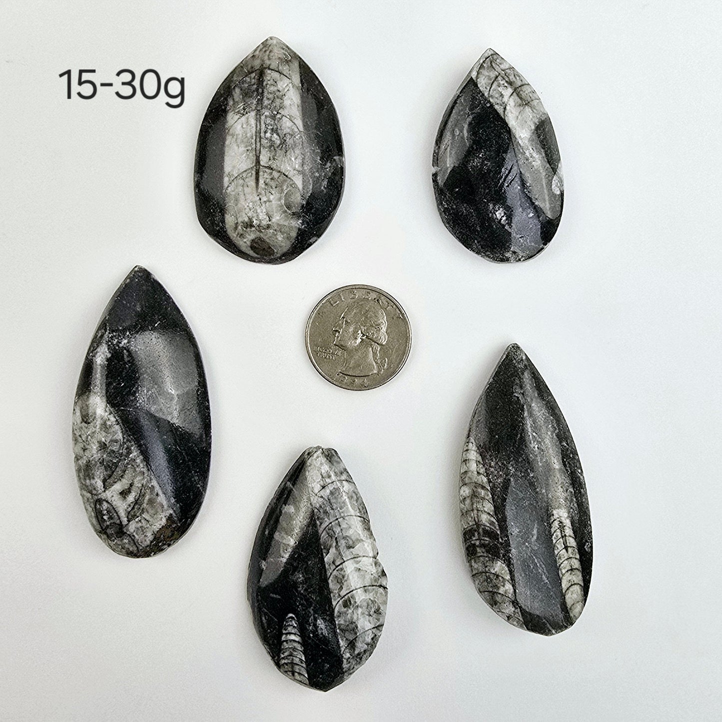 Orthoceras Fossil - Small Polished Teardrop Cabochon - By Weight 15-30 gram variants with quarter for size reference on white background