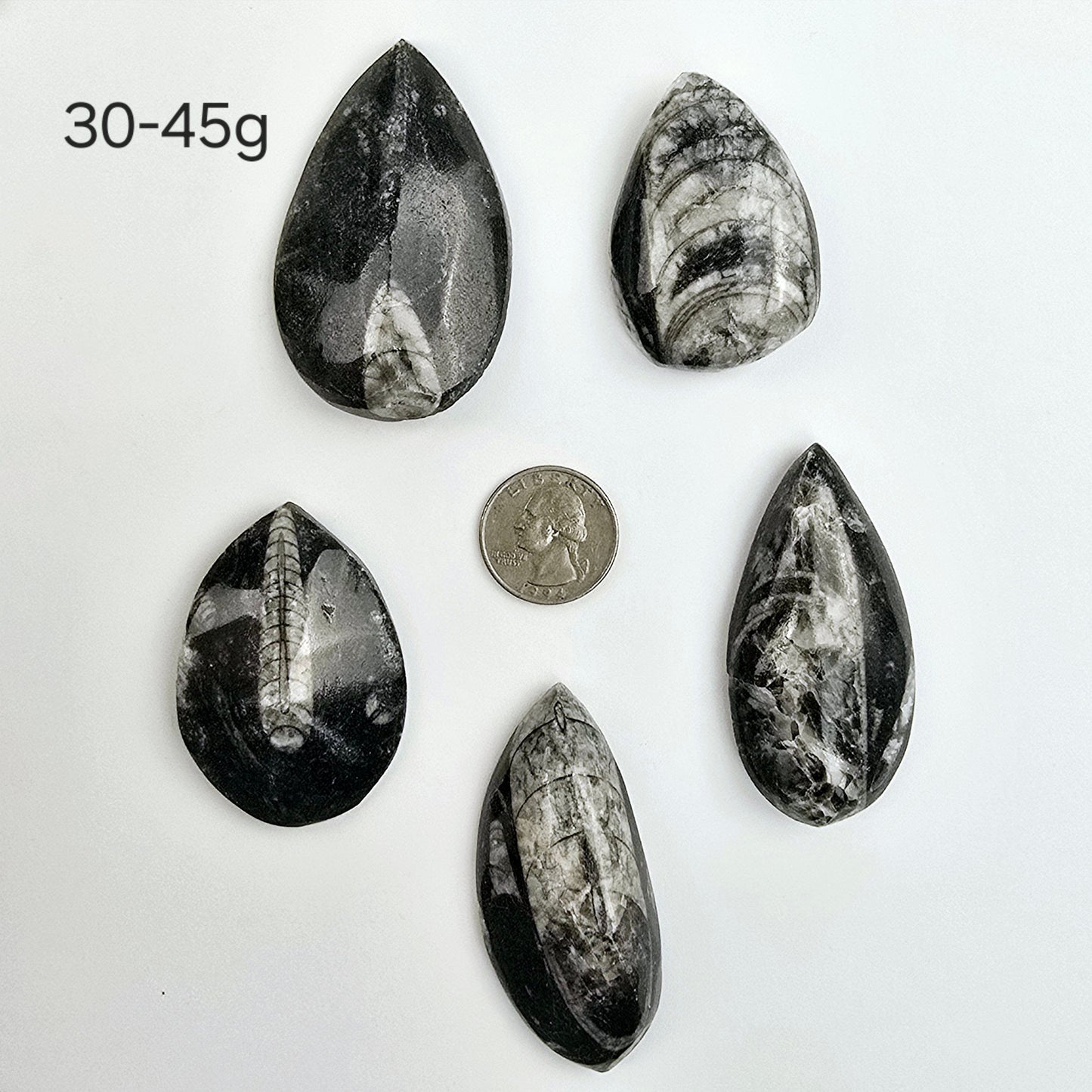 Orthoceras Fossil - Small Polished Teardrop Cabochon - By Weight 30-45 gram variants with quarter for size reference on white background