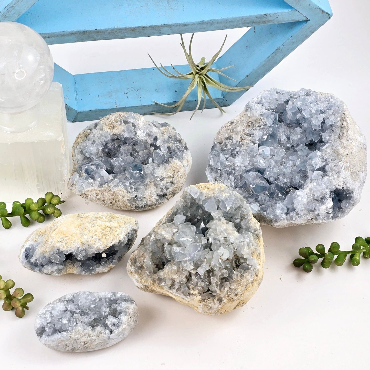 Celestite Crystal Cluster - By Weight - all weight categories with props and plants in the background
