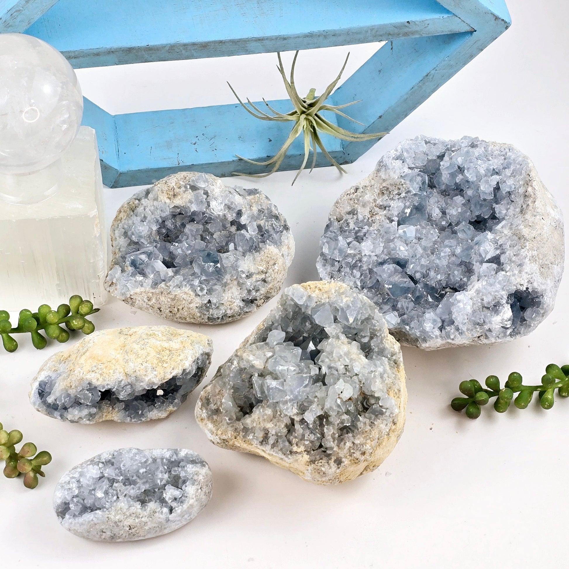 Celestite Crystal Cluster - By Weight - all weight categories with props and plants in the background