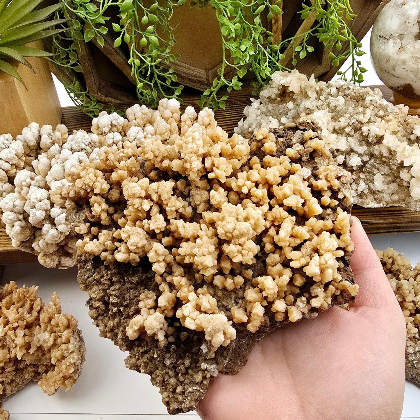  Calcite Crystal Cluster on Matrix - You Choose #1 - variant 2 in hand for size reference with other variants in the background with props and plants