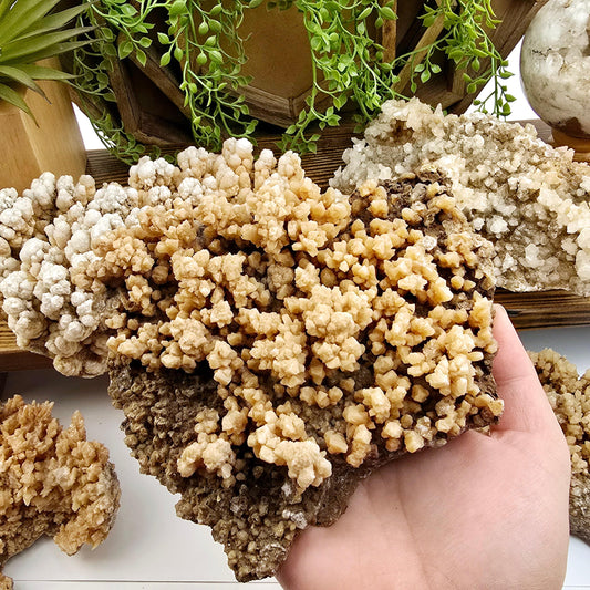  Calcite Crystal Cluster on Matrix - You Choose #1 - variant 2 in hand for size reference with other variants in the background with props and plants