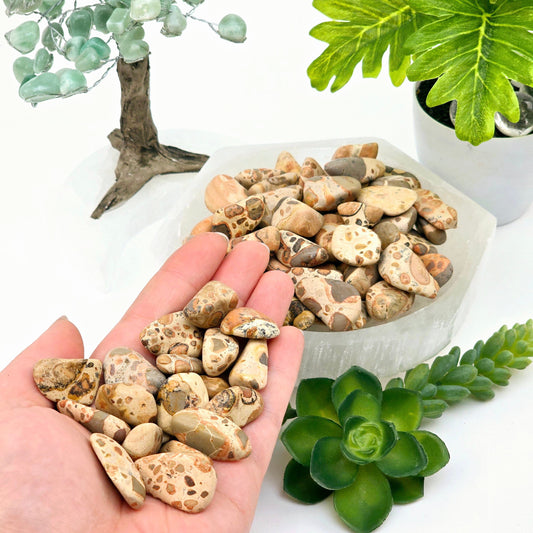 Leopard Skin Jasper Small Tumbled Stone - Tumbled Crystal - You Choose Quantity 1, 5, 10 in hand for size reference with more in bowl with props and plants in the background