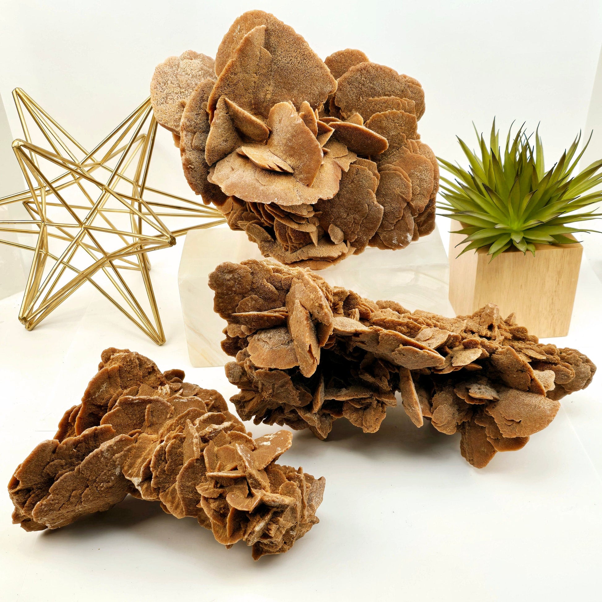 Desert Rose - Sand Rose Crystal Cluster from Morocco - You Choose all variants with props and plants in the background