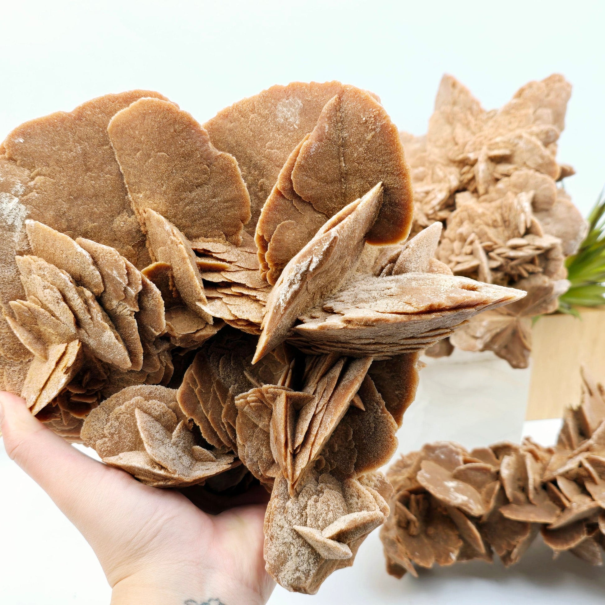 Desert Rose - Sand Rose Crystal Cluster from Morocco - You Choose variant 2 in hand for size reference with others in the background