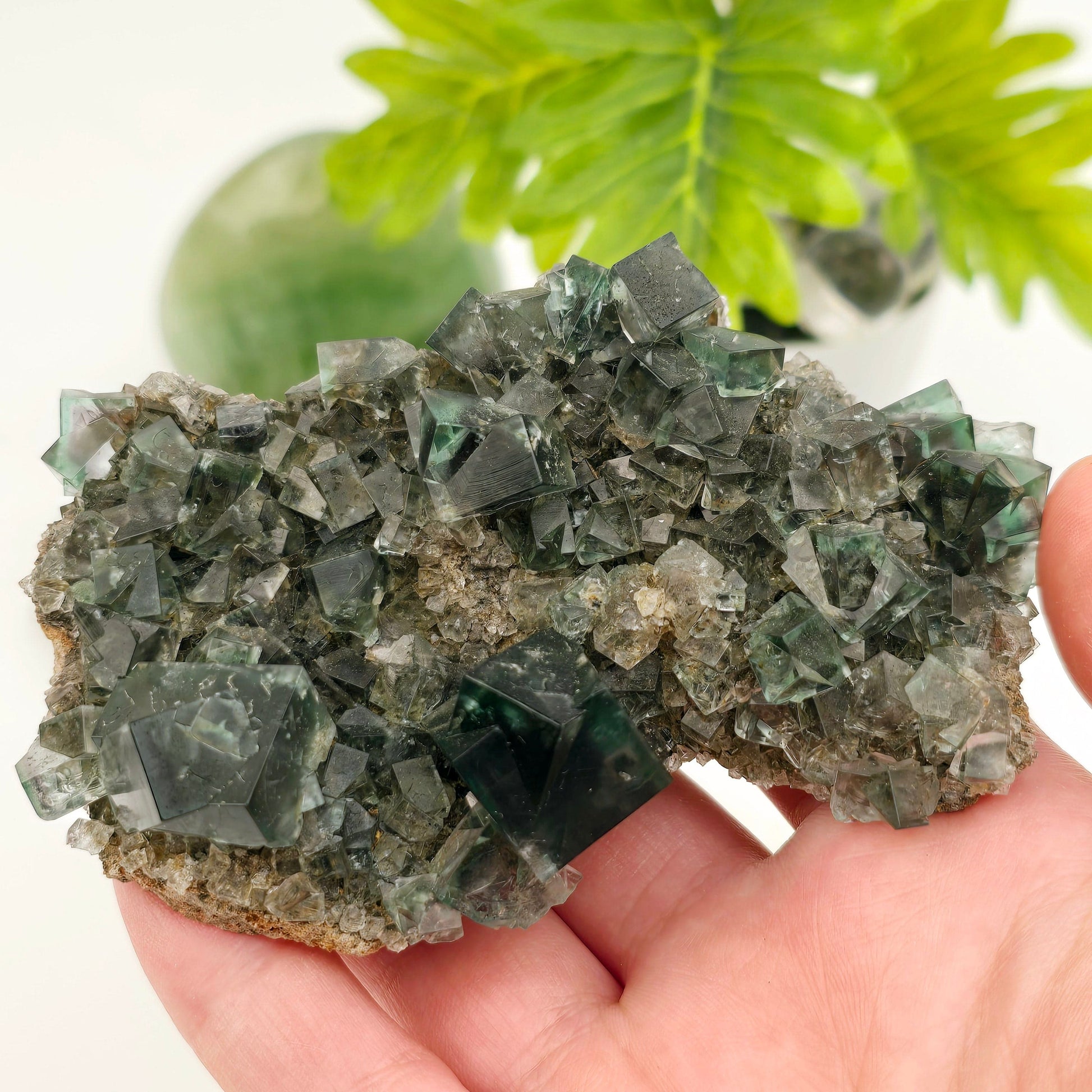 Lady Annabella Mine Fluorite Crystal Cluster from England #3 in hand for size reference