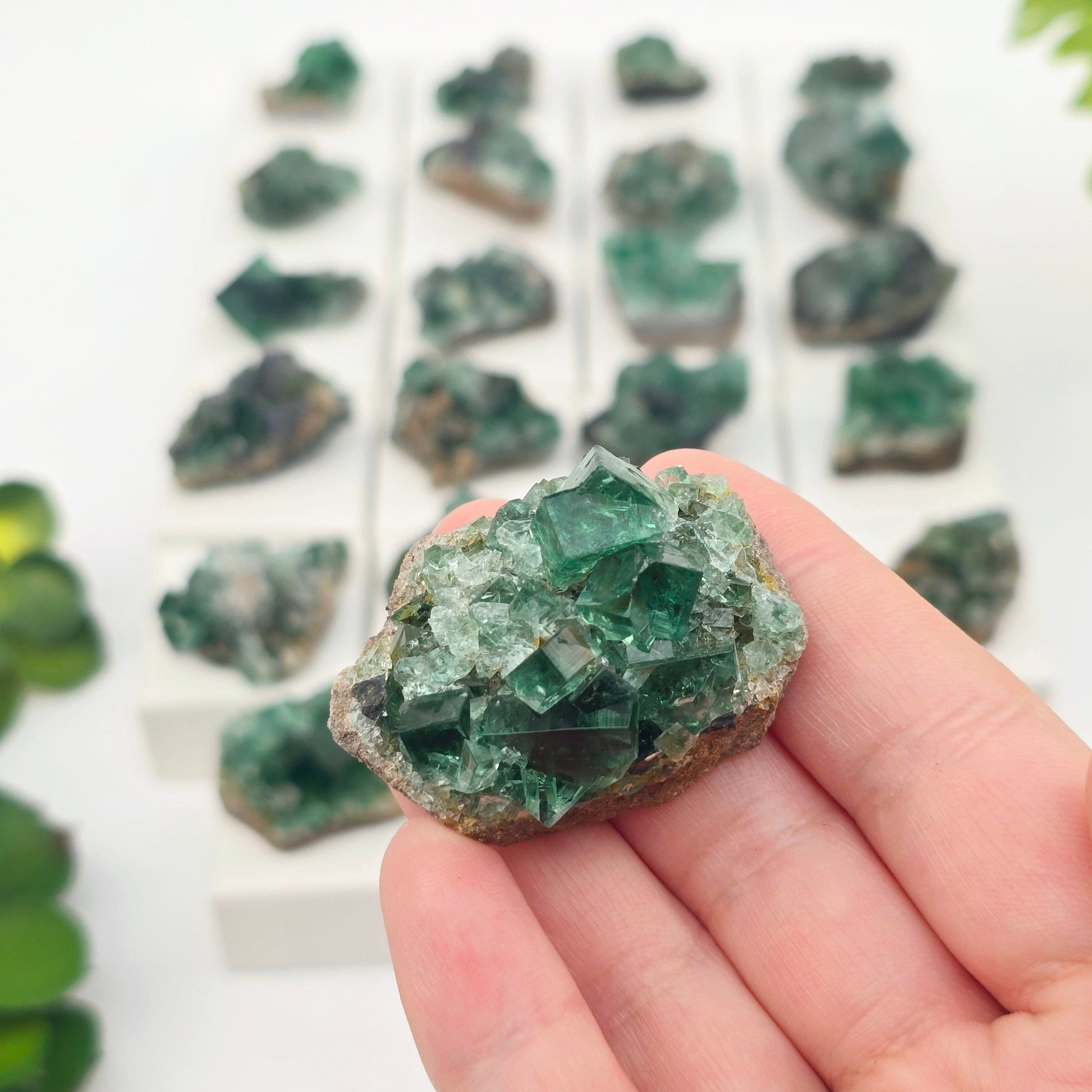 Diana Maria Mine Fluorite Crystal Cluster from England - You Choose #1 variant 23 in hand for size reference with other variants in the background with plants