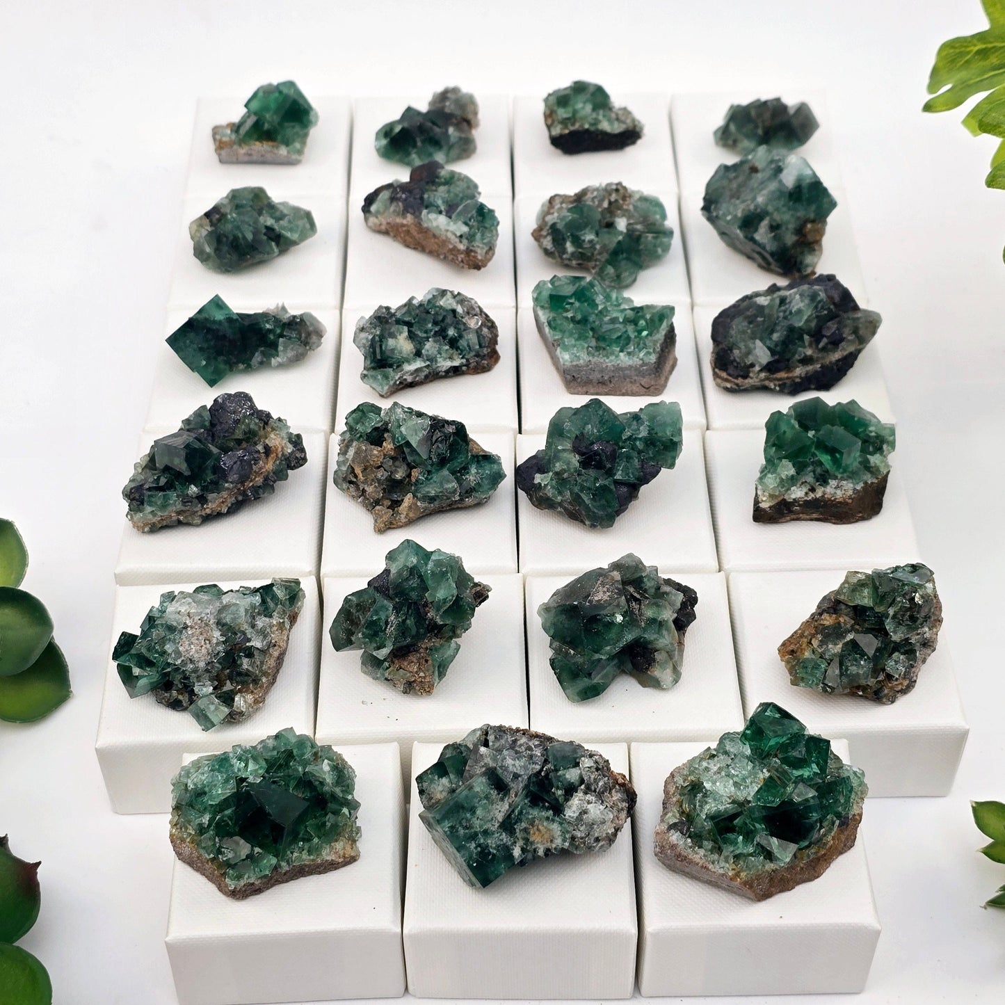 Diana Maria Mine Fluorite Crystal Cluster from England - You Choose #1 all variants side view top angle with plants in the background
