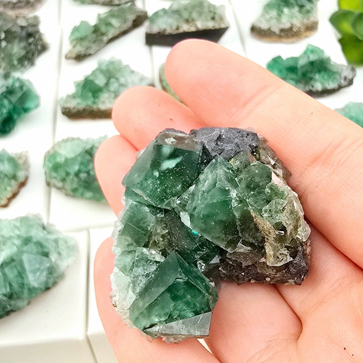 Diana Maria Mine Fluorite Crystal Cluster from England - You Choose #2 variant 22 in hand for size reference with other variants in the background