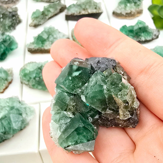 Diana Maria Mine Fluorite Crystal Cluster from England - You Choose #2 variant 22 in hand for size reference with other variants in the background