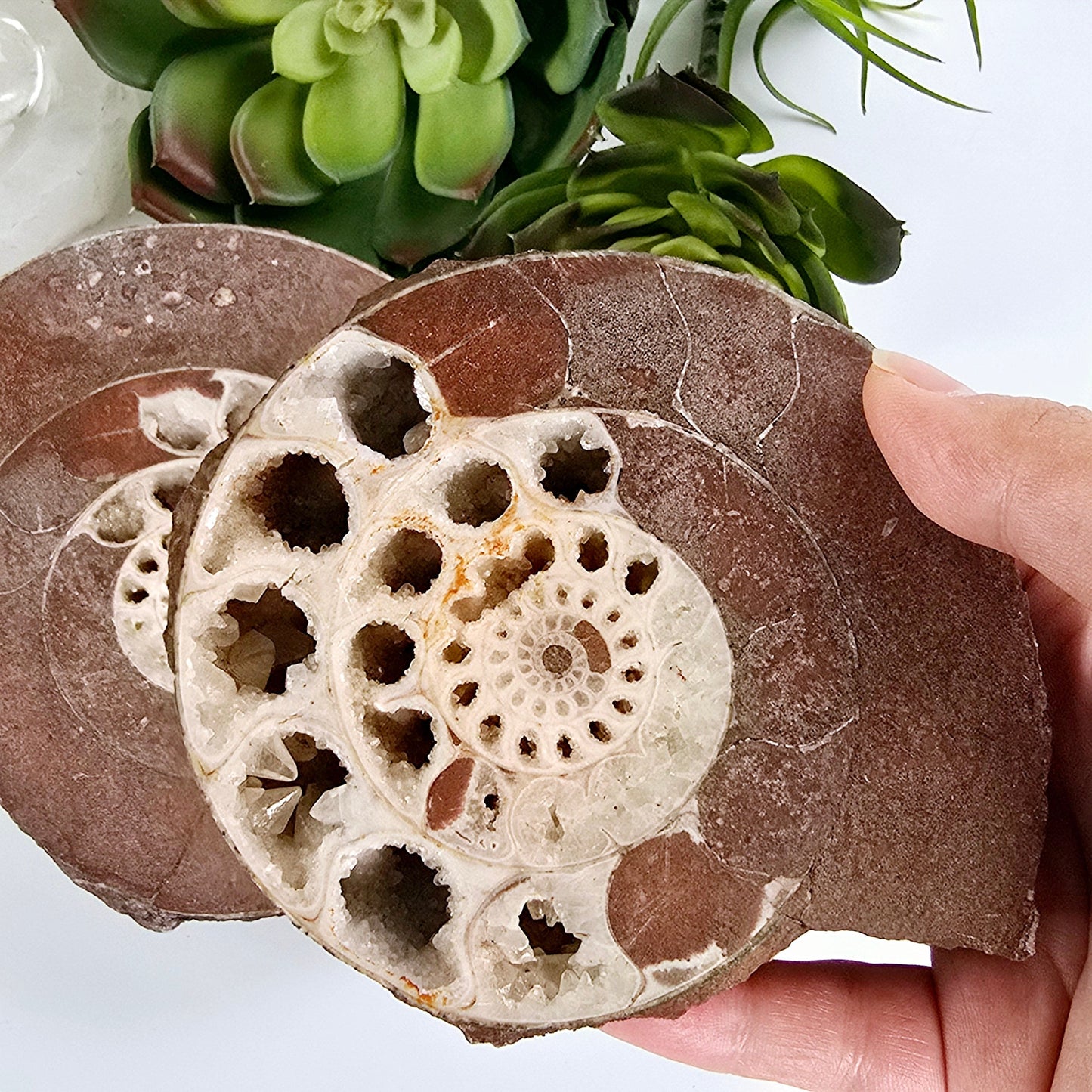 Triassic Ammonite Fossil Pair from Indonesia - One-of-a-Kind #1 smaller half in hand with bigger half in background with plants and props