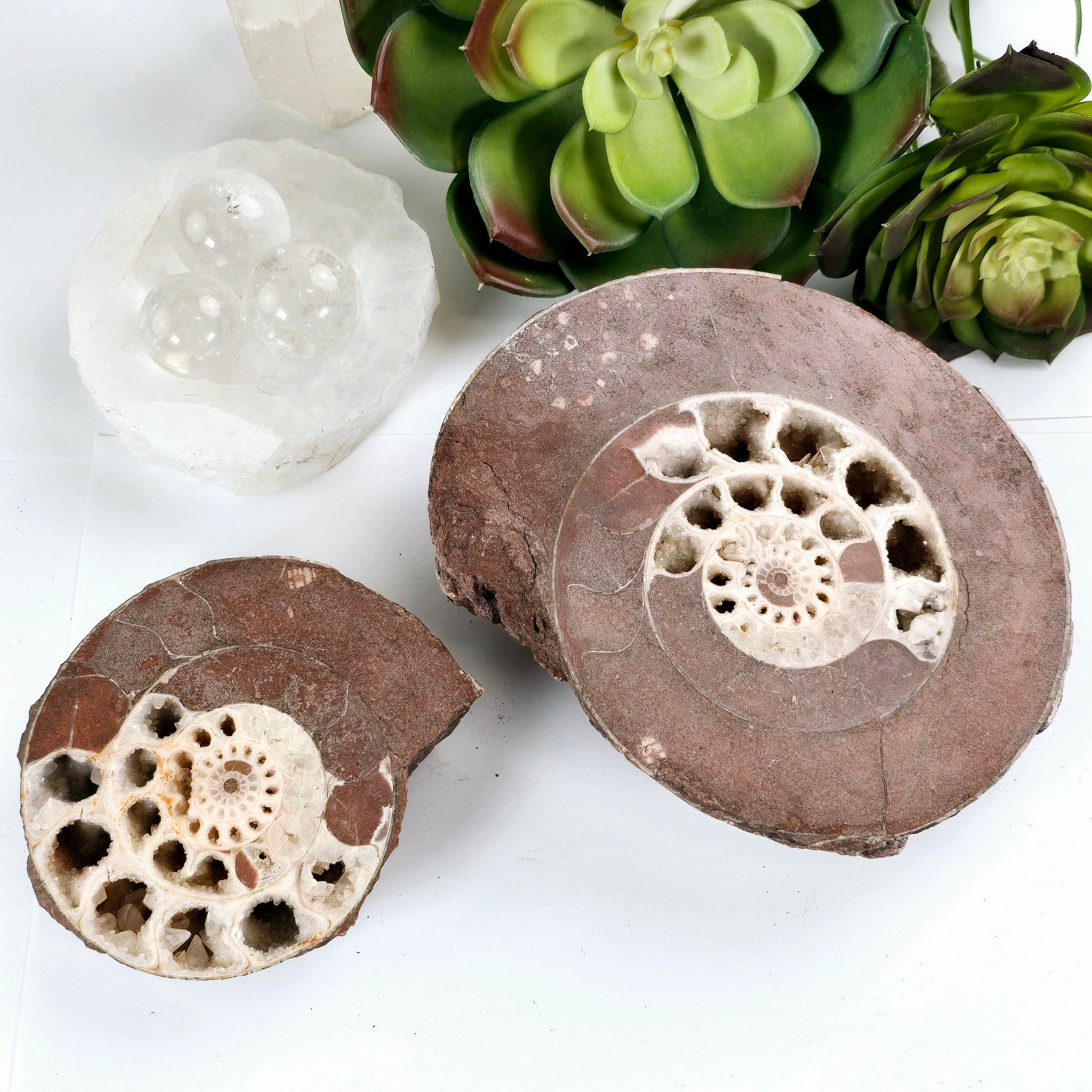 Triassic Ammonite Fossil Pair from Indonesia - One-of-a-Kind #1 top view both halves