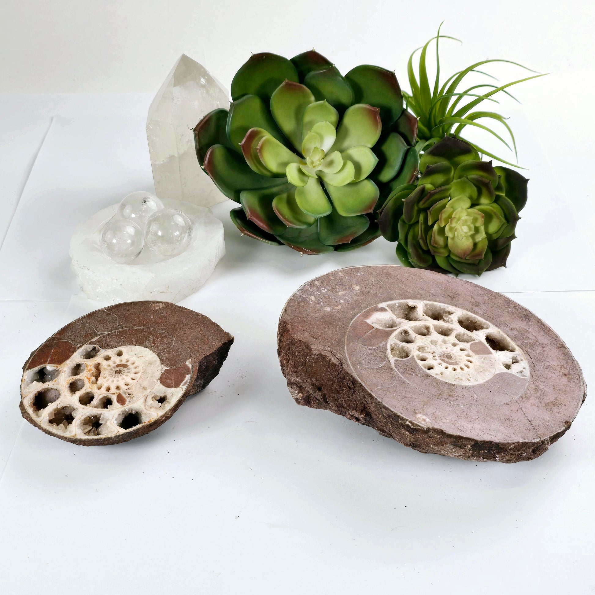 Triassic Ammonite Fossil Pair from Indonesia - One-of-a-Kind #1 side view