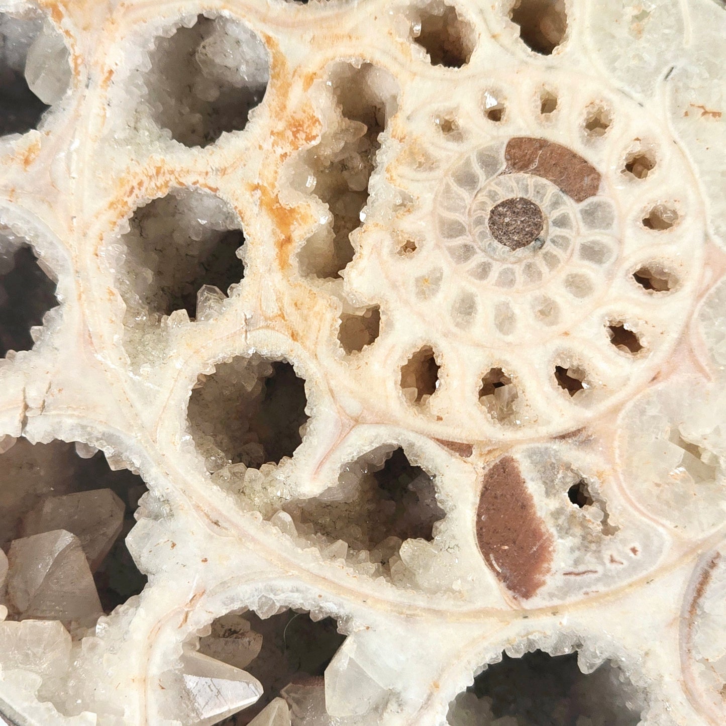 Triassic Ammonite Fossil Pair from Indonesia - One-of-a-Kind #1 closeup for detail