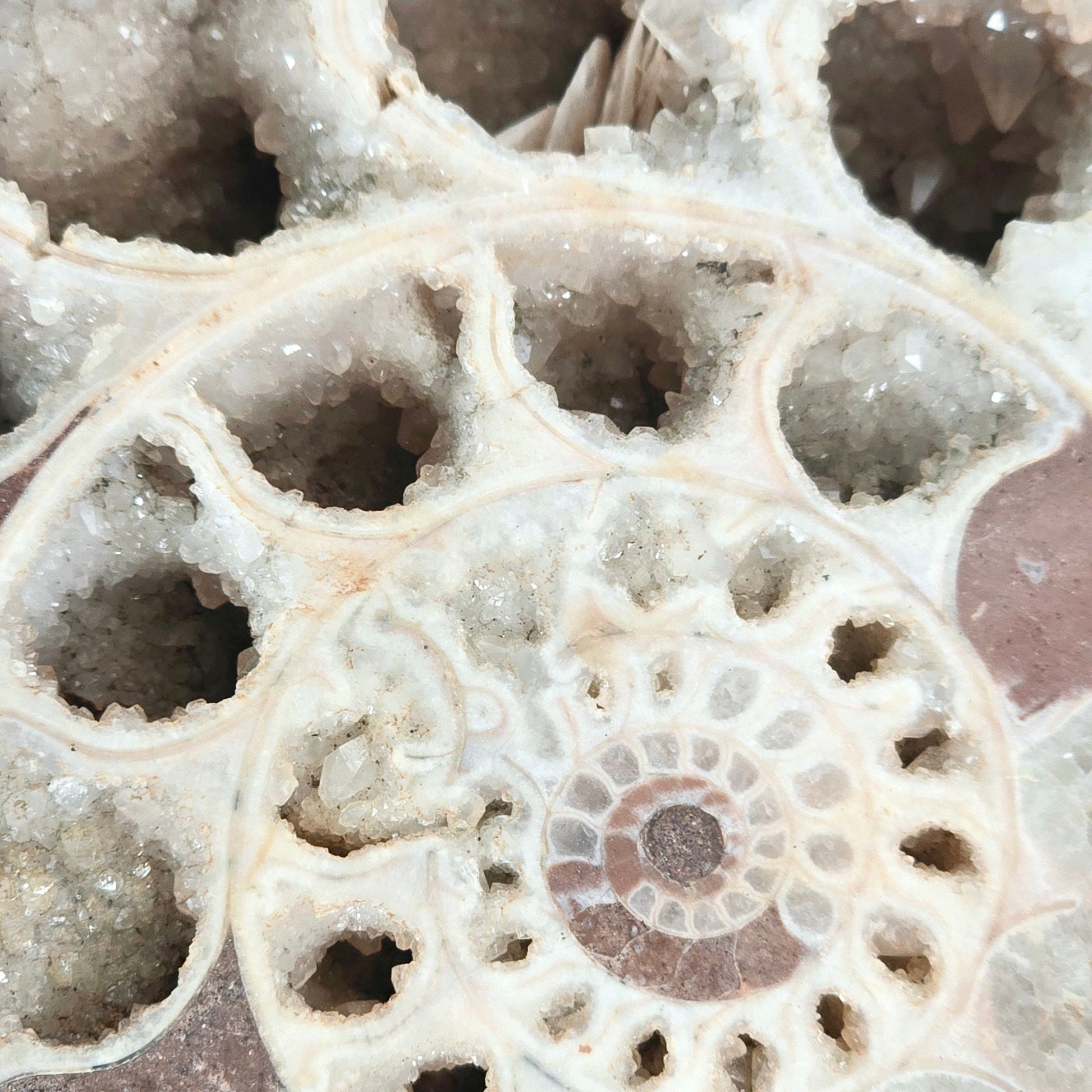 Triassic Ammonite Fossil Pair from Indonesia - One-of-a-Kind #1 closeup for detail