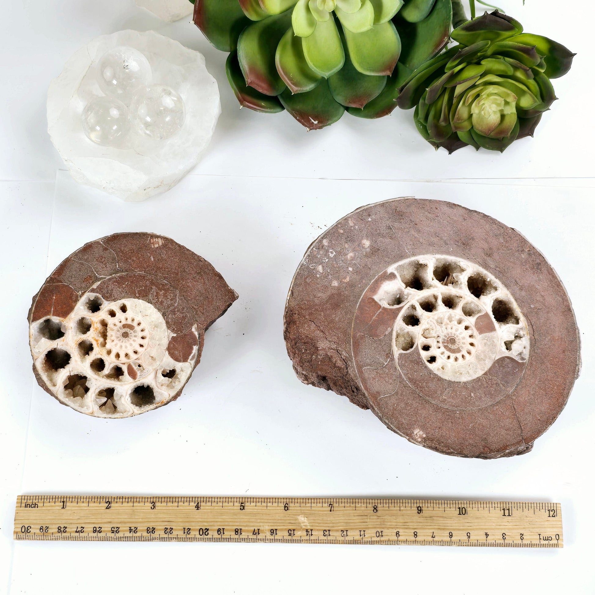 Triassic Ammonite Fossil Pair from Indonesia - One-of-a-Kind #1 with ruler for size reference