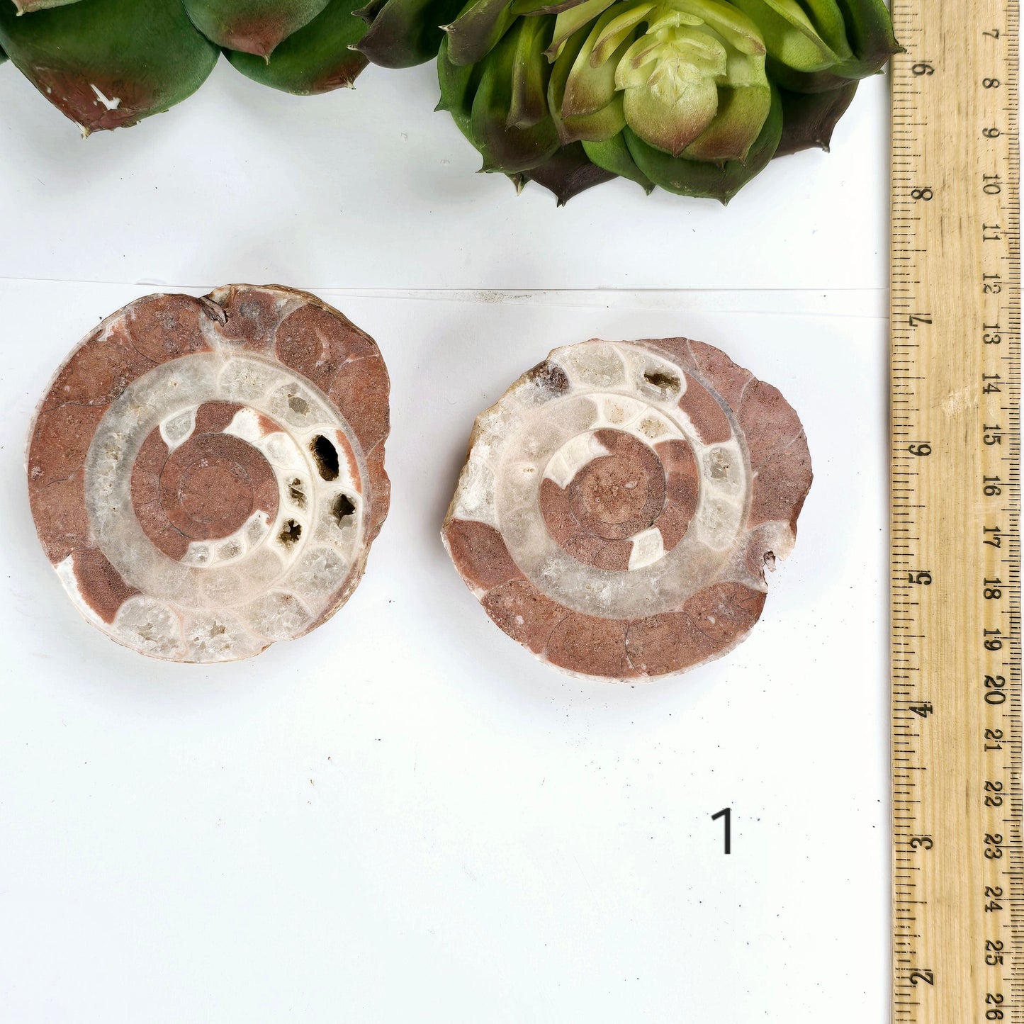 Triassic Ammonite Fossil Pair from Indonesia - You Choose variant 1 labeled with ruler for size reference