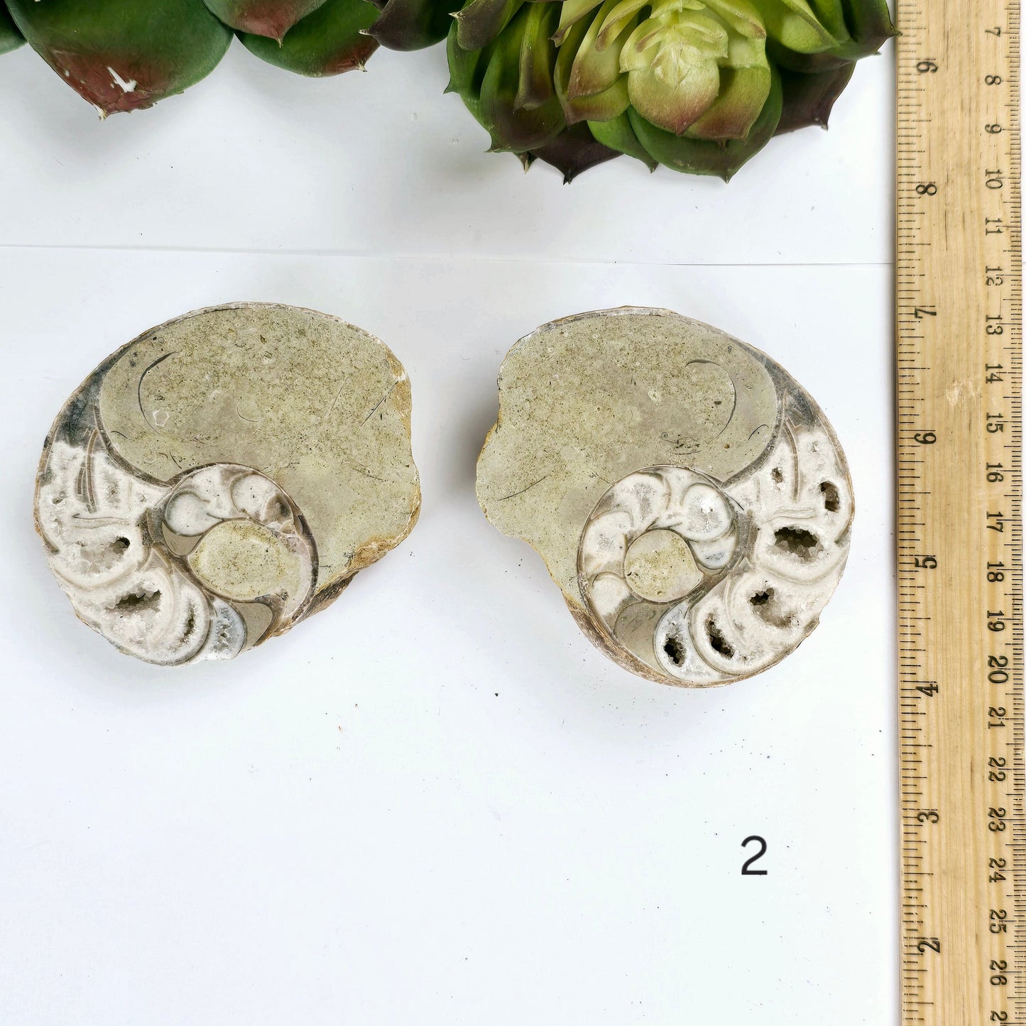 Triassic Ammonite Fossil Pair from Indonesia - You Choose variant 2 labeled with ruler for size reference