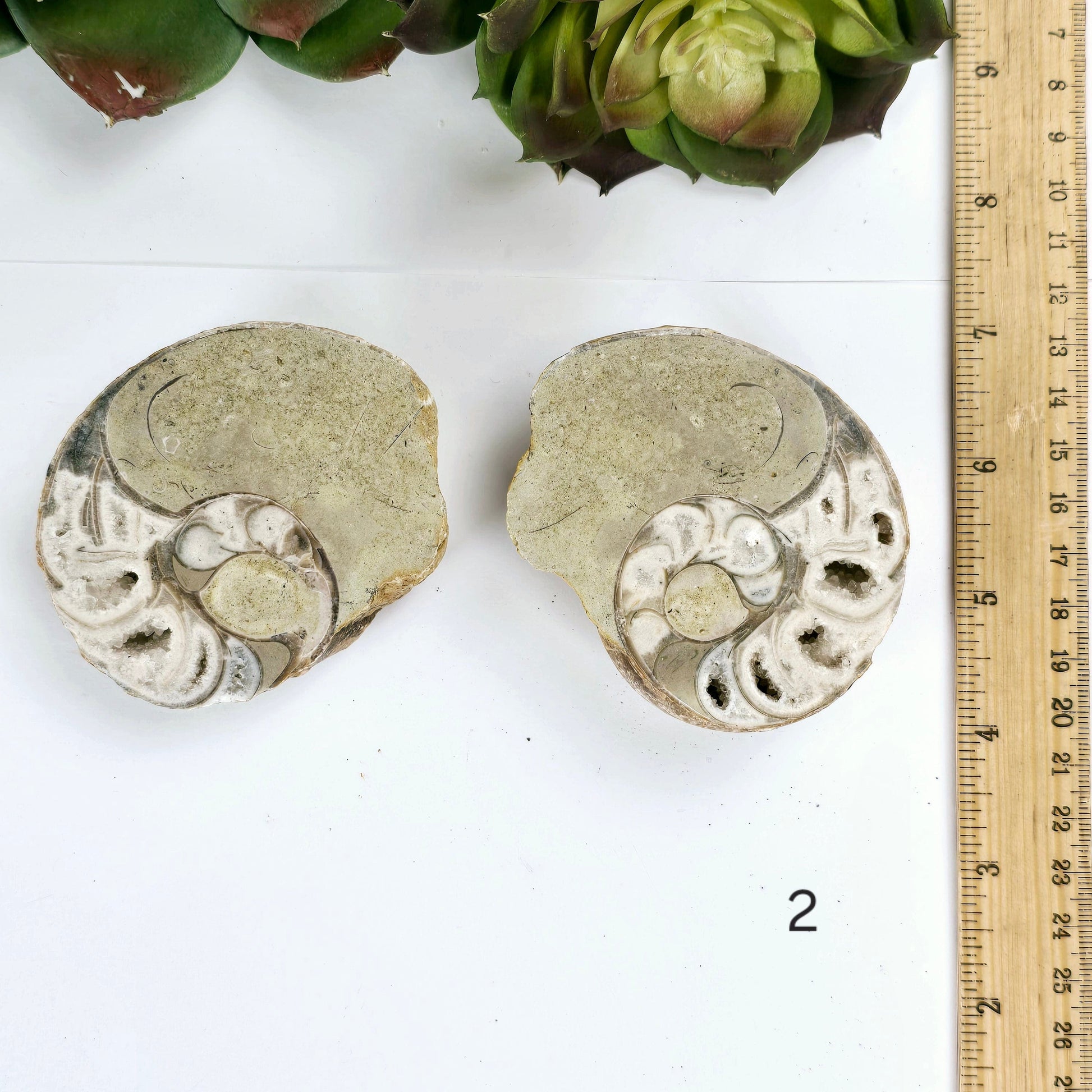 Triassic Ammonite Fossil Pair from Indonesia - You Choose variant 2 labeled with ruler for size reference