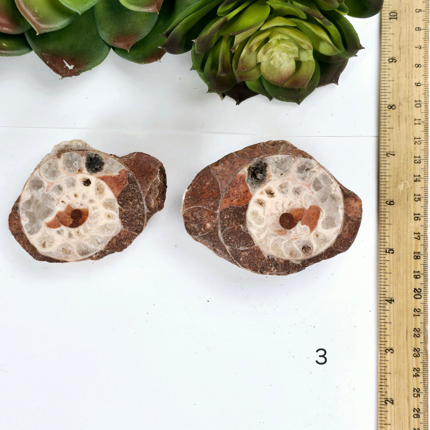 Triassic Ammonite Fossil Pair from Indonesia - You Choose variant 3 labeled with ruler for size reference