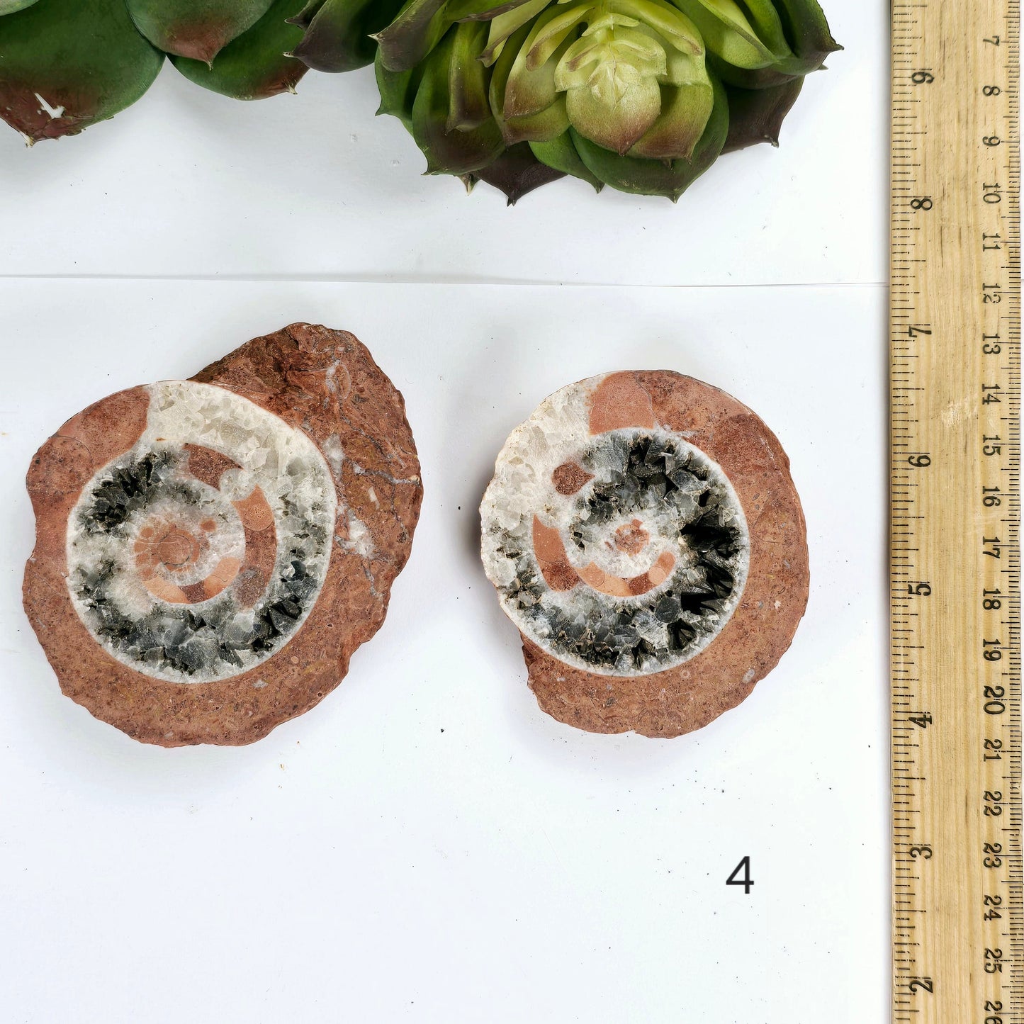 Triassic Ammonite Fossil Pair from Indonesia - You Choose variant 4 labeled with ruler for size reference