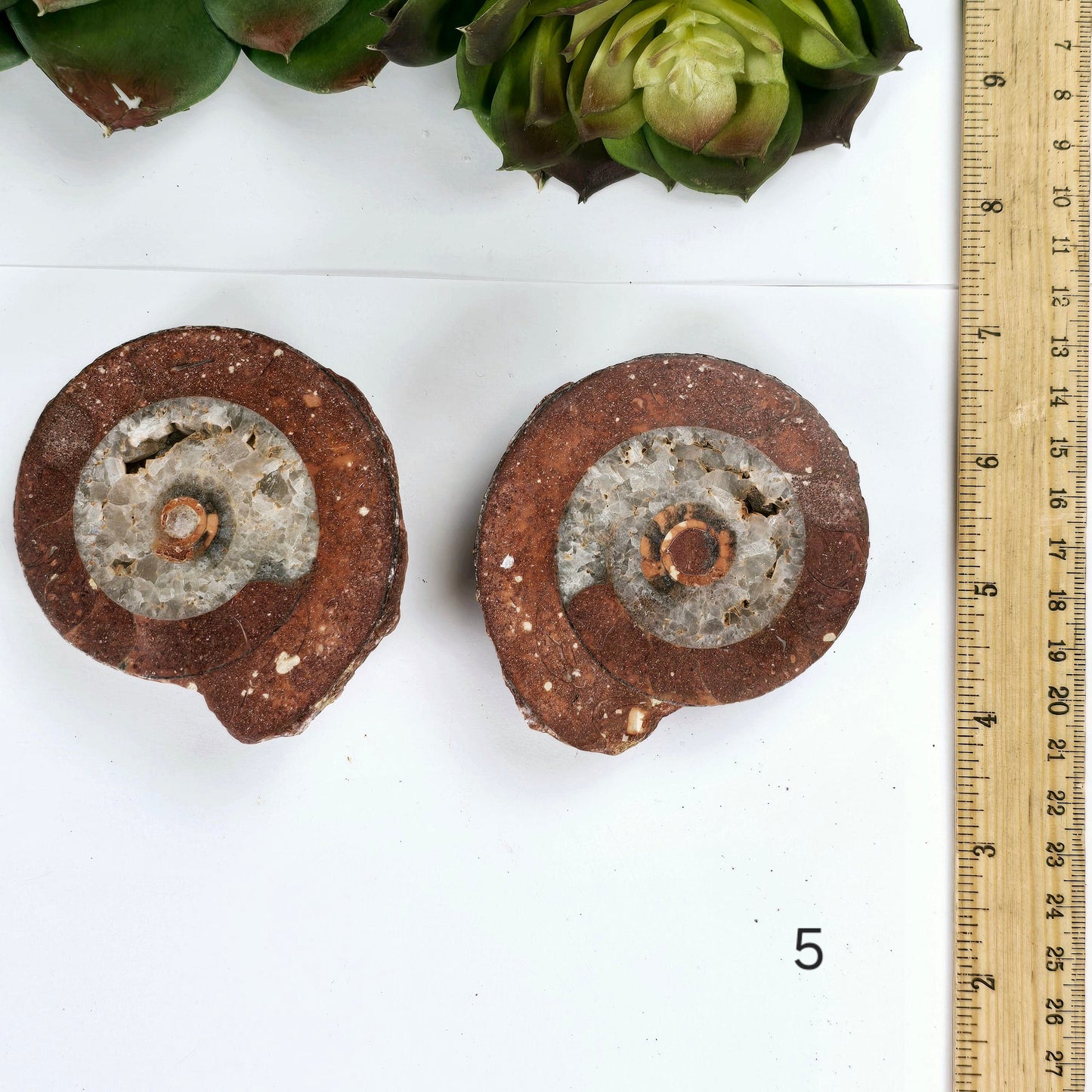 Triassic Ammonite Fossil Pair from Indonesia - You Choose variant 5 labeled with ruler for size reference