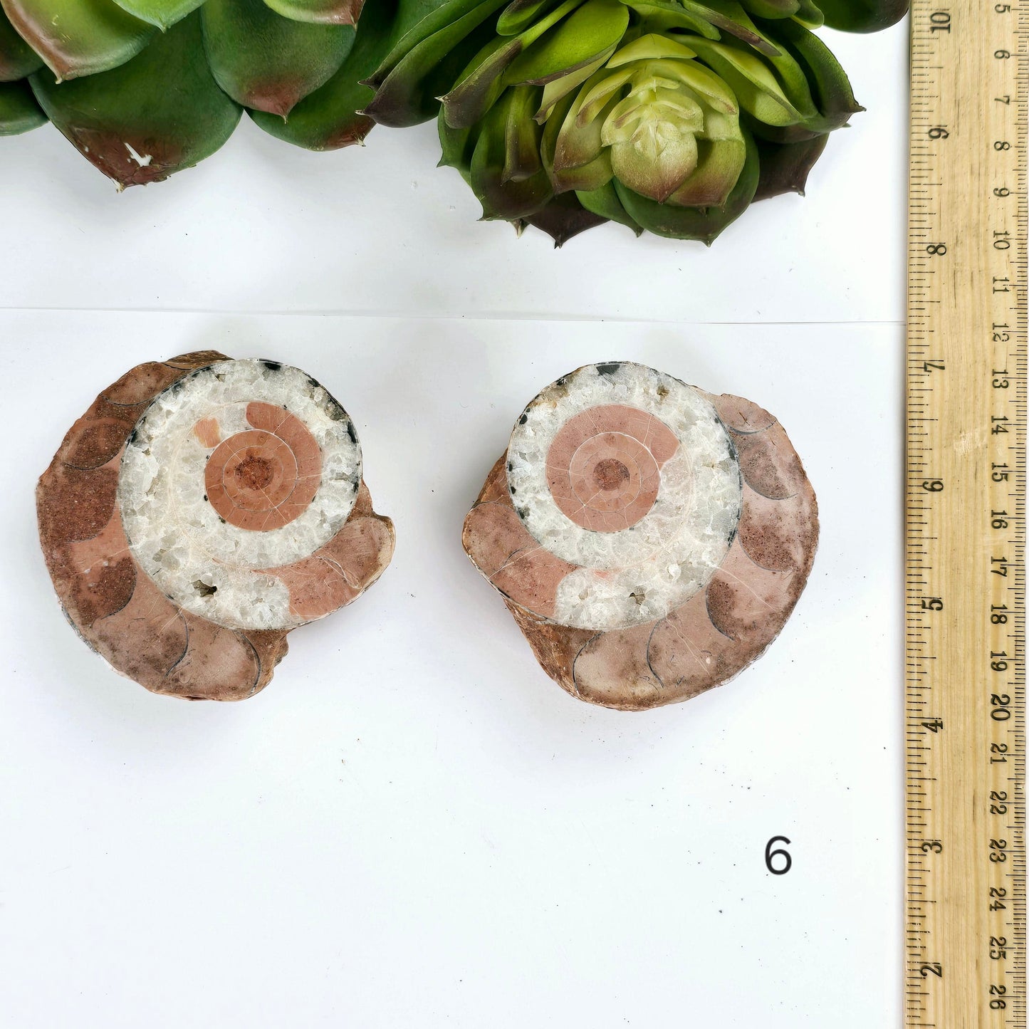 Triassic Ammonite Fossil Pair from Indonesia - You Choose variant 6 labeled with ruler for size reference